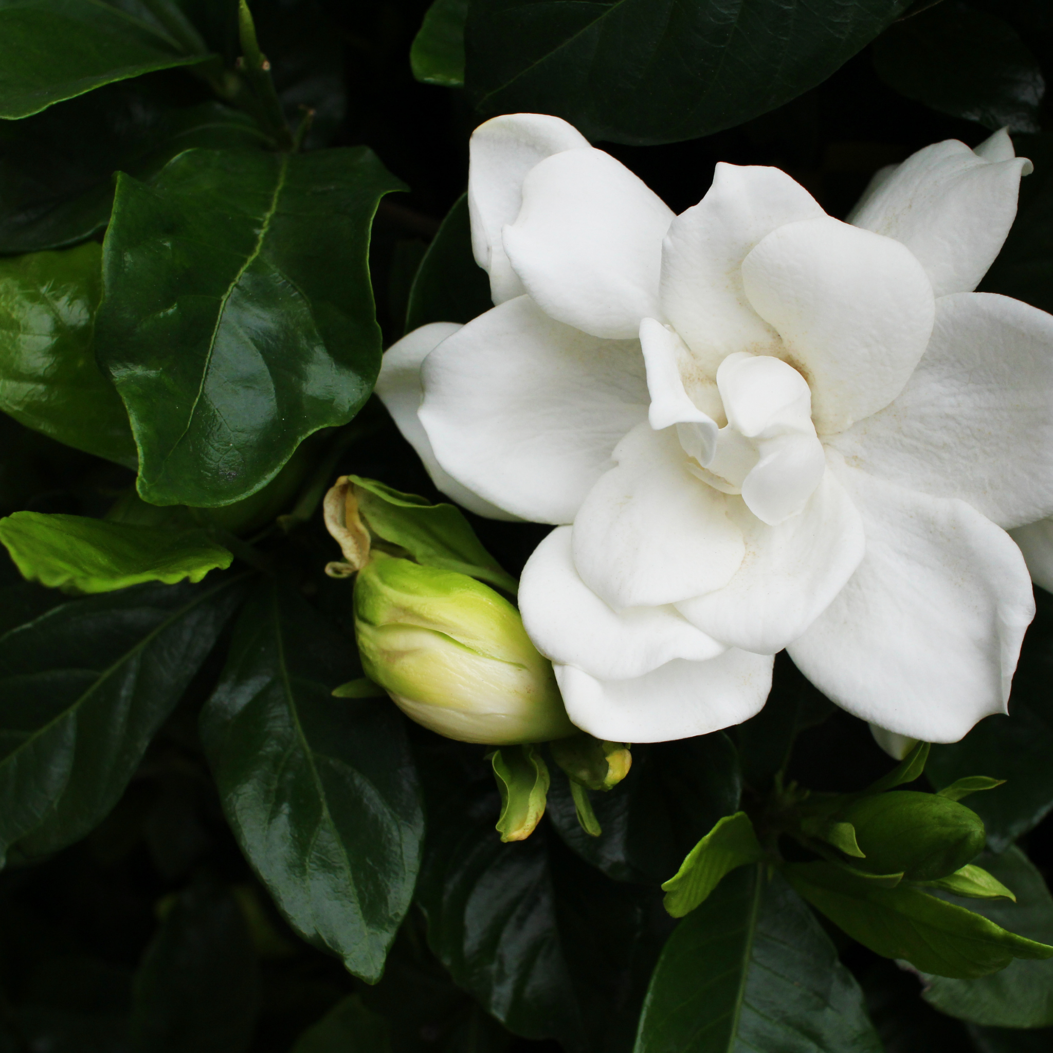 Fragrant Gardenia augusta Professor Pucci - Gardenia augusta Professor Pucci