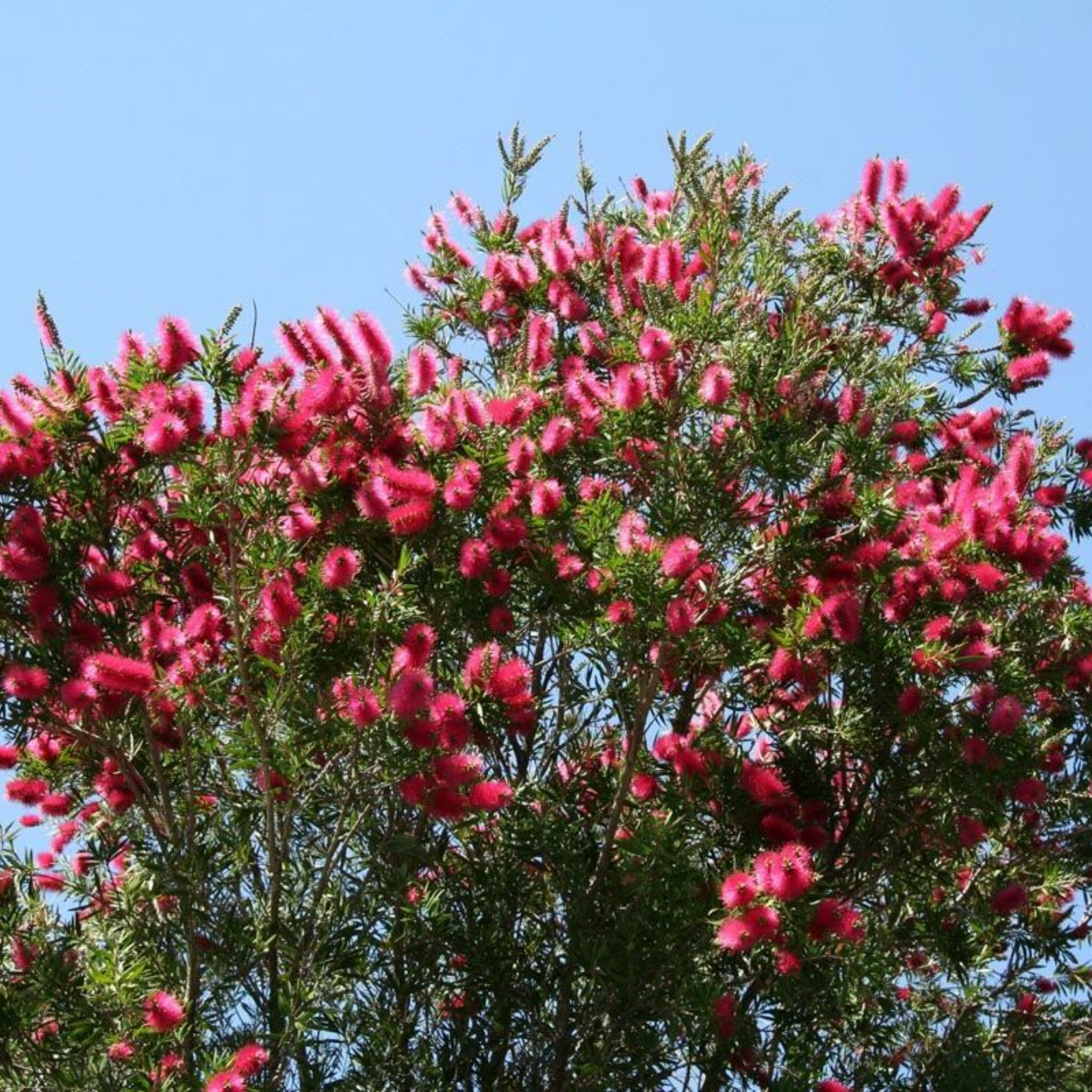 Pink Bottlebrush - Callistemon citrinus 'Western Glory'