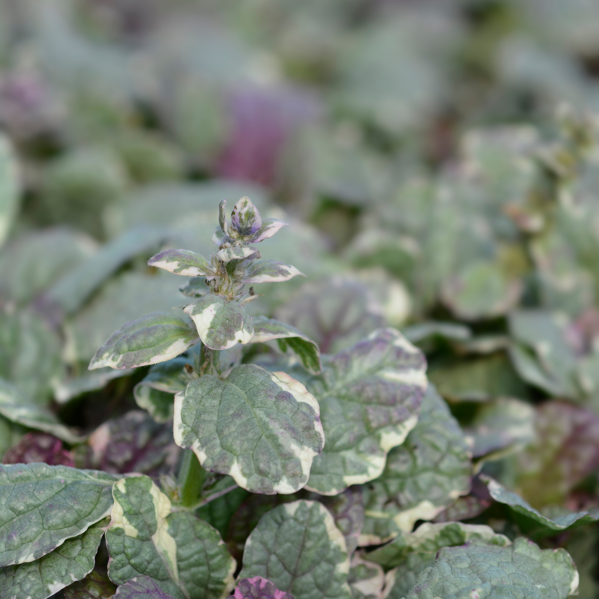 Ajuga Burgundy Glow - Ajuga reptans Burgundy Glow