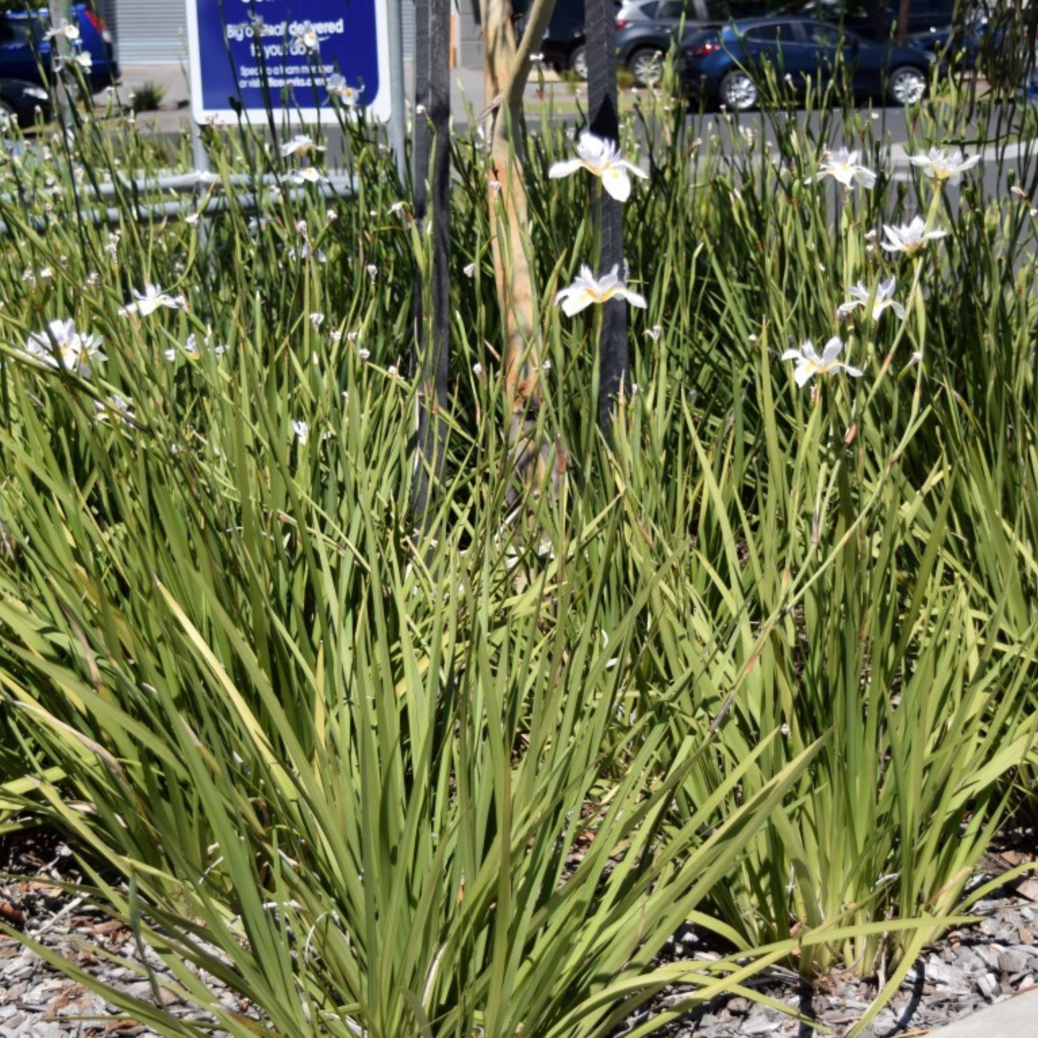 Large Wild Iris - Dietes grandiflora