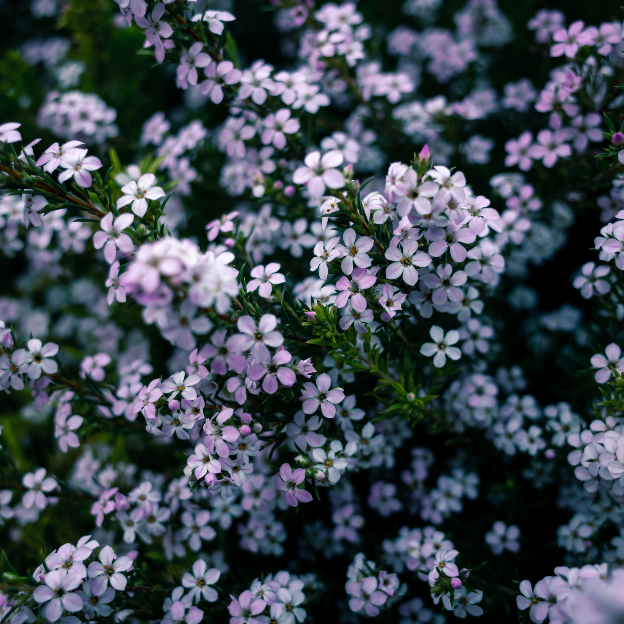 Dwarf Diosma Compacta - Coleonema pulchellum 'Compacta'