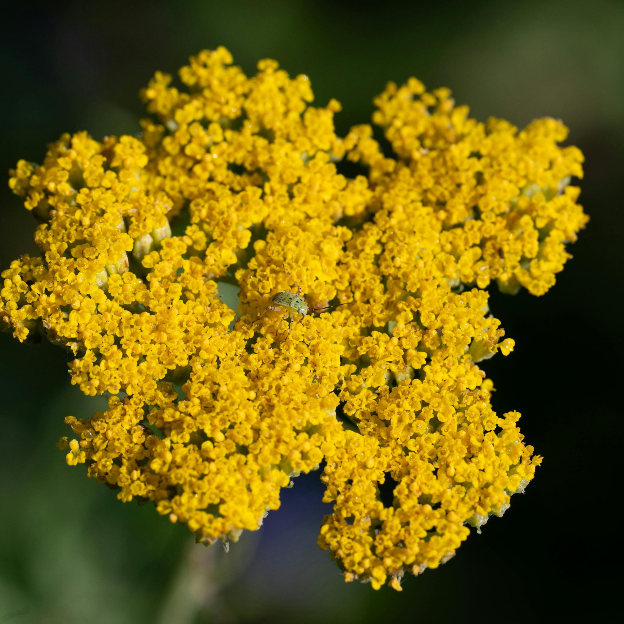 Ornamental Yarrow - Achillea clypeolata