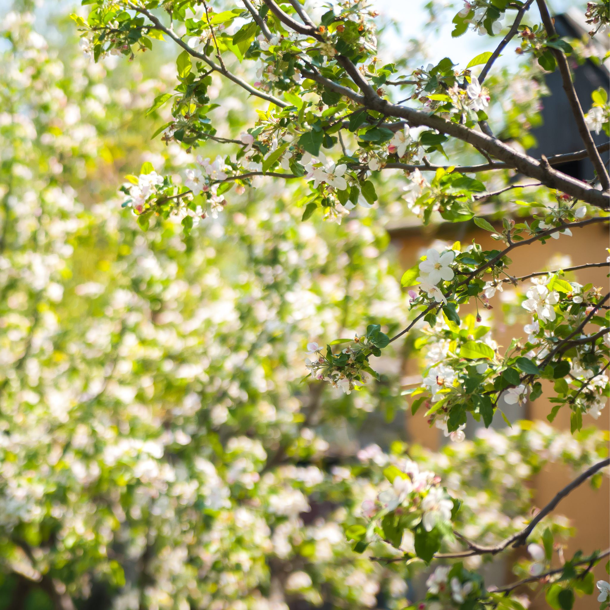 Ornamental Callery Pear Chanticleer - Pyrus calleryana Chanticleer