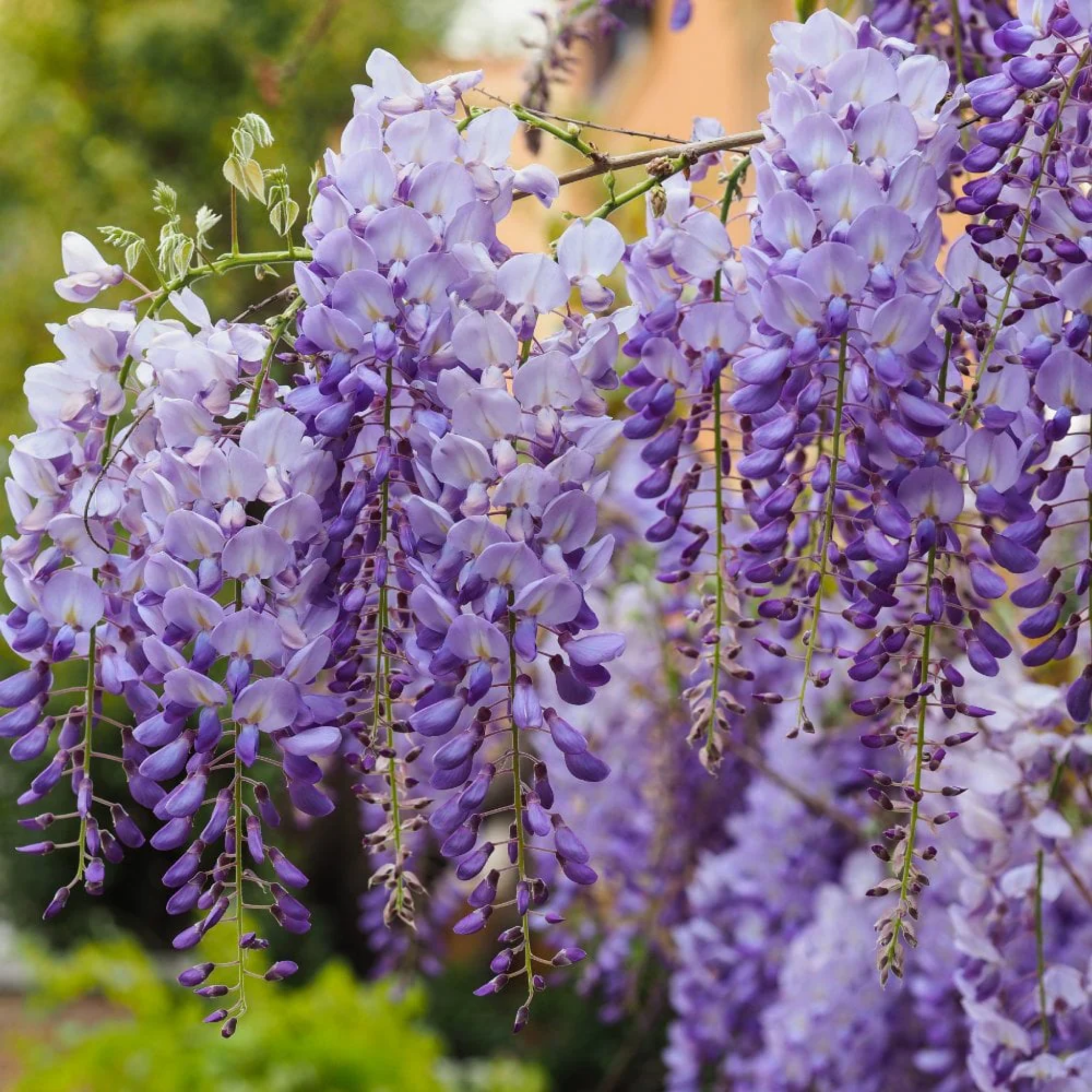 Blue Chinese Wisteria - Wisteria sinensis