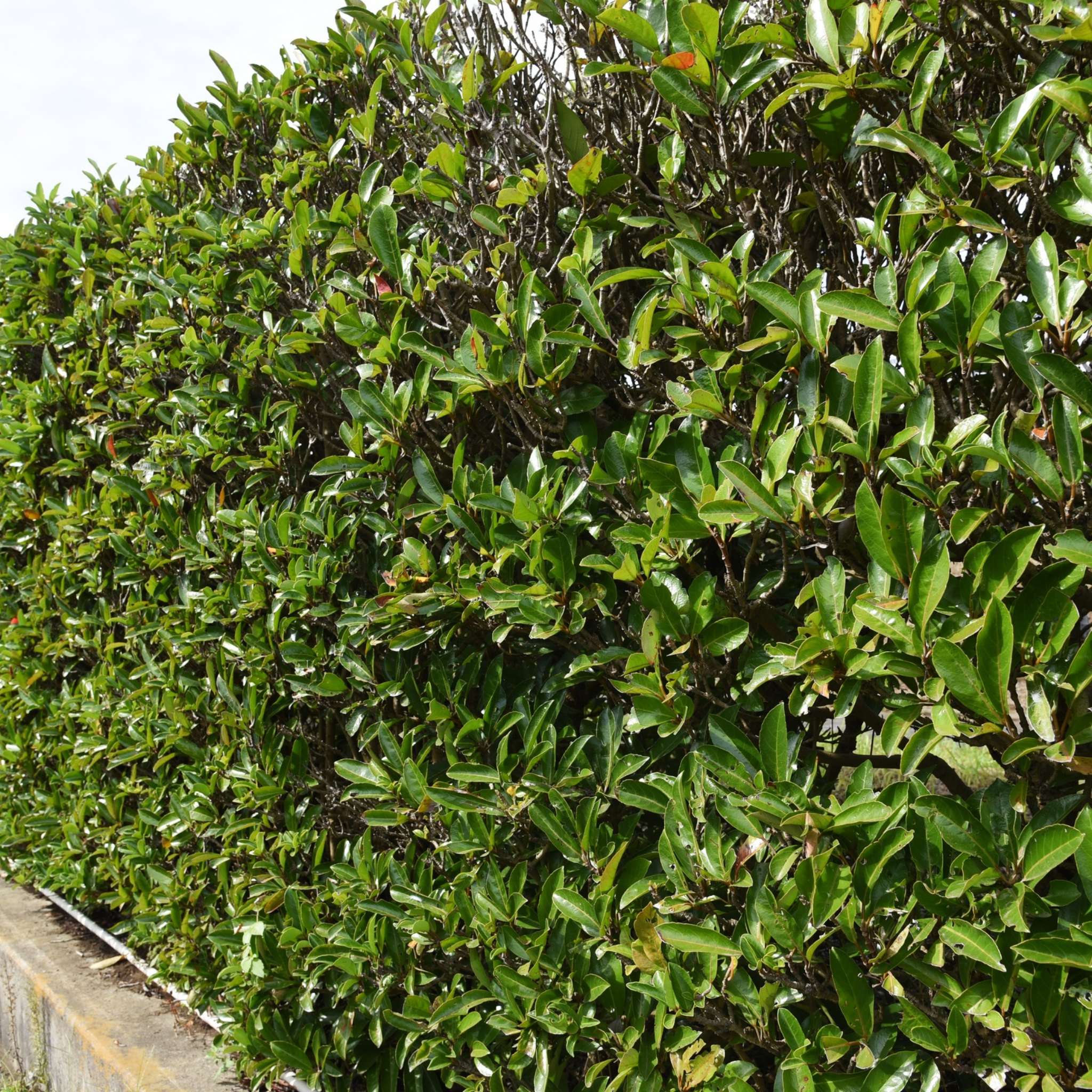 Lilly Pilly Screen It - Syzygium australe Screen It