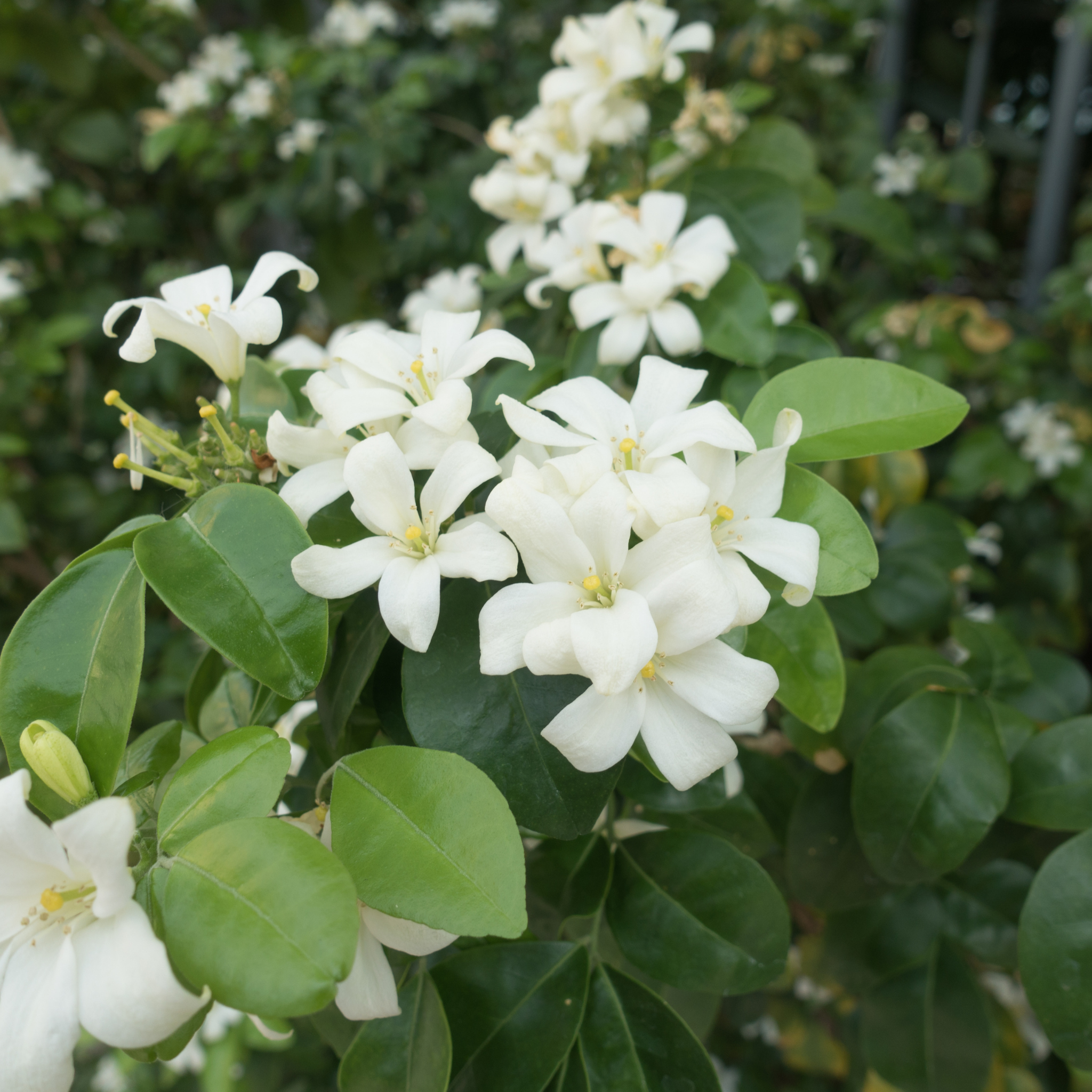 Orange Jessamine - Murraya paniculata