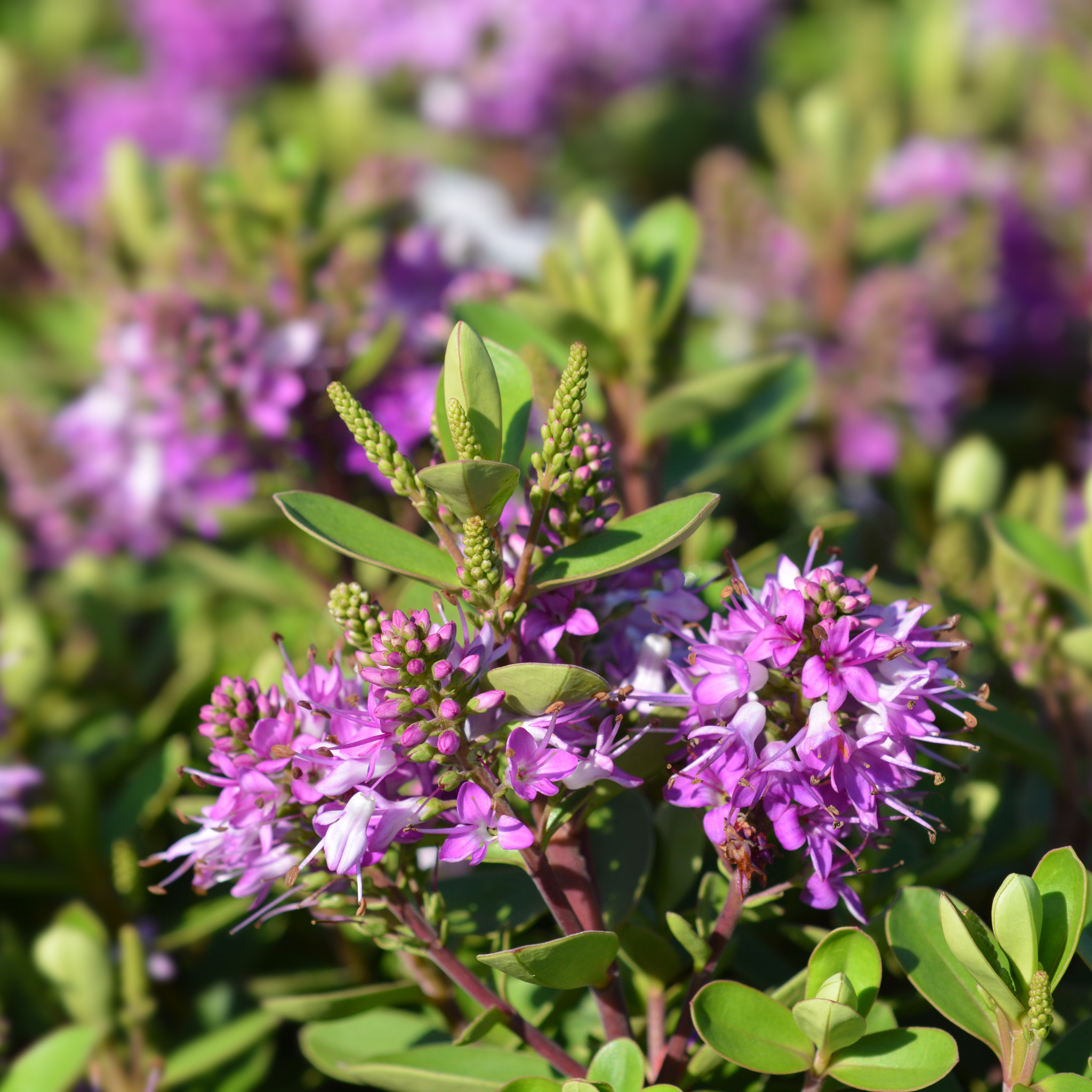 Hebe hybrida Pretty N Pink