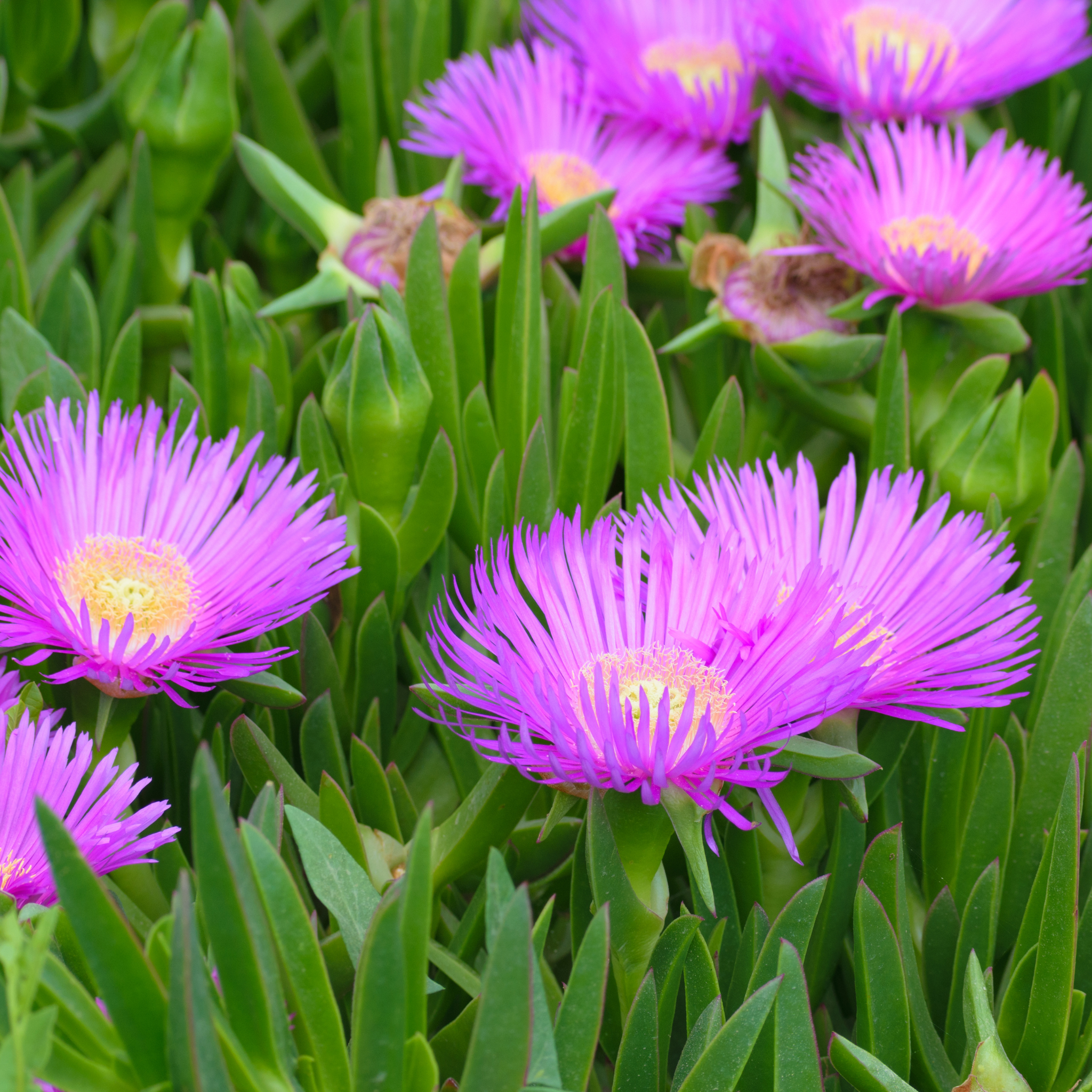 Pigface/Sea Fig - Carpobrotus glaucescens