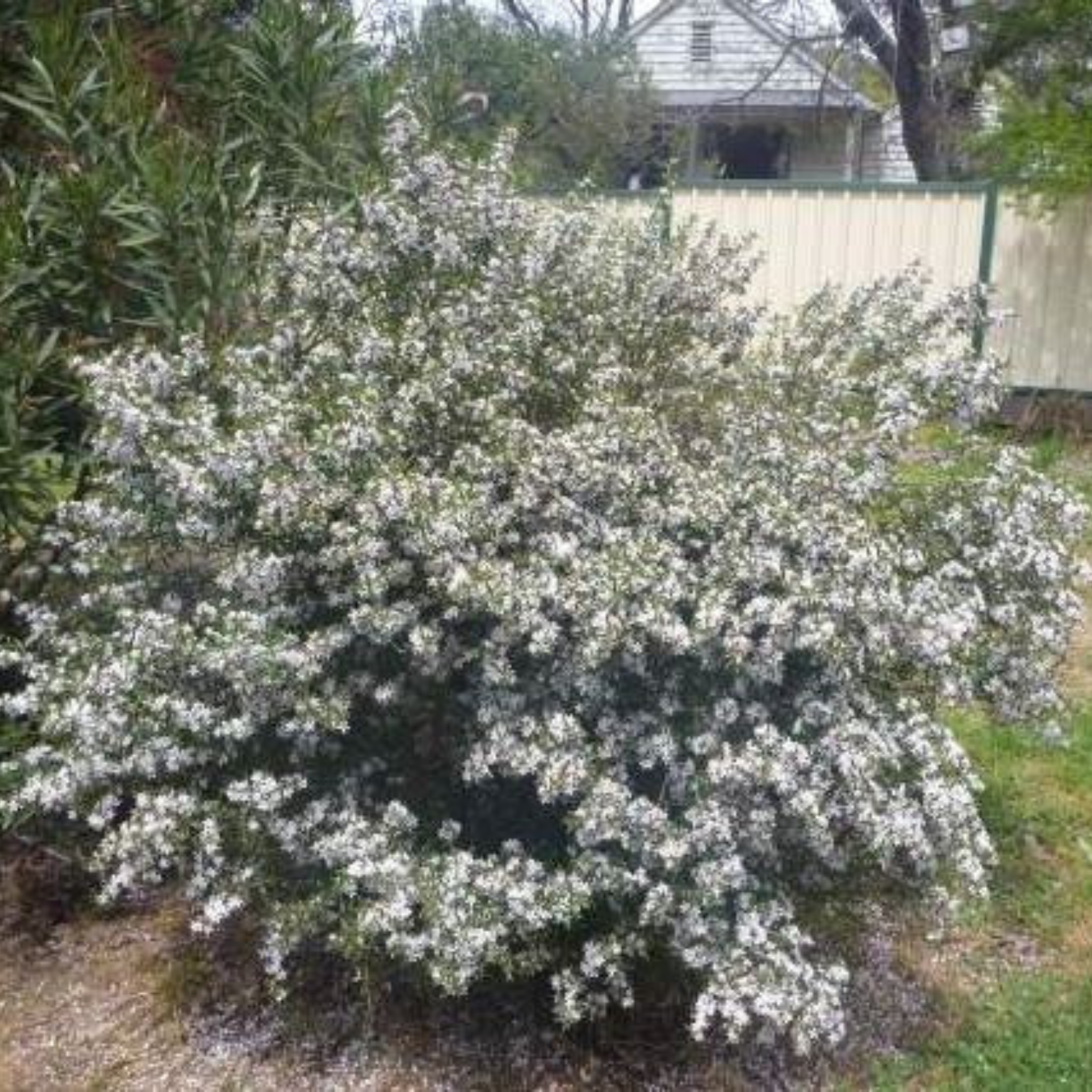 Long Leaf Wax Flower Profusion - Philotheca myoporoides Profusion