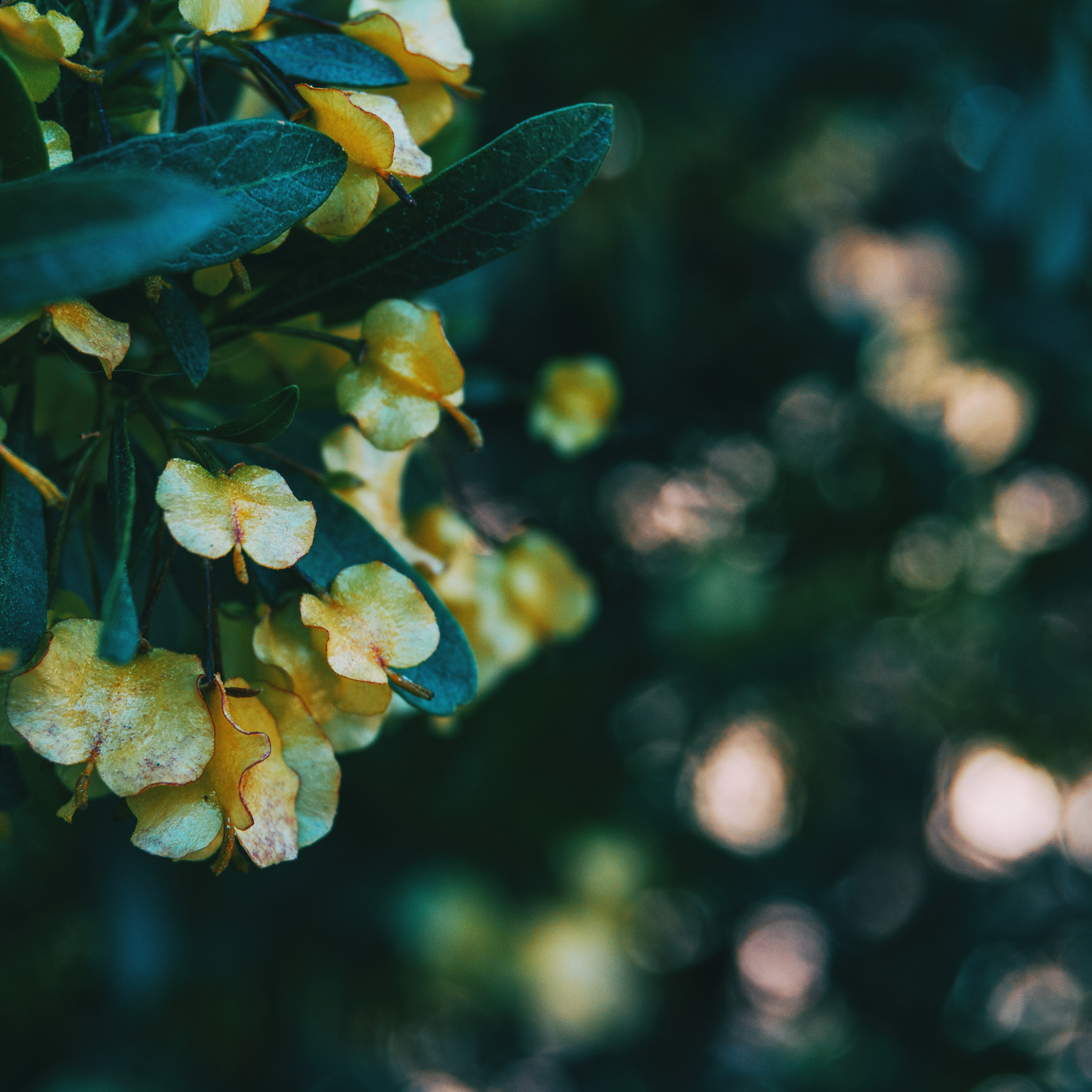 Sticky Hop Bush - Dodonaea viscosa