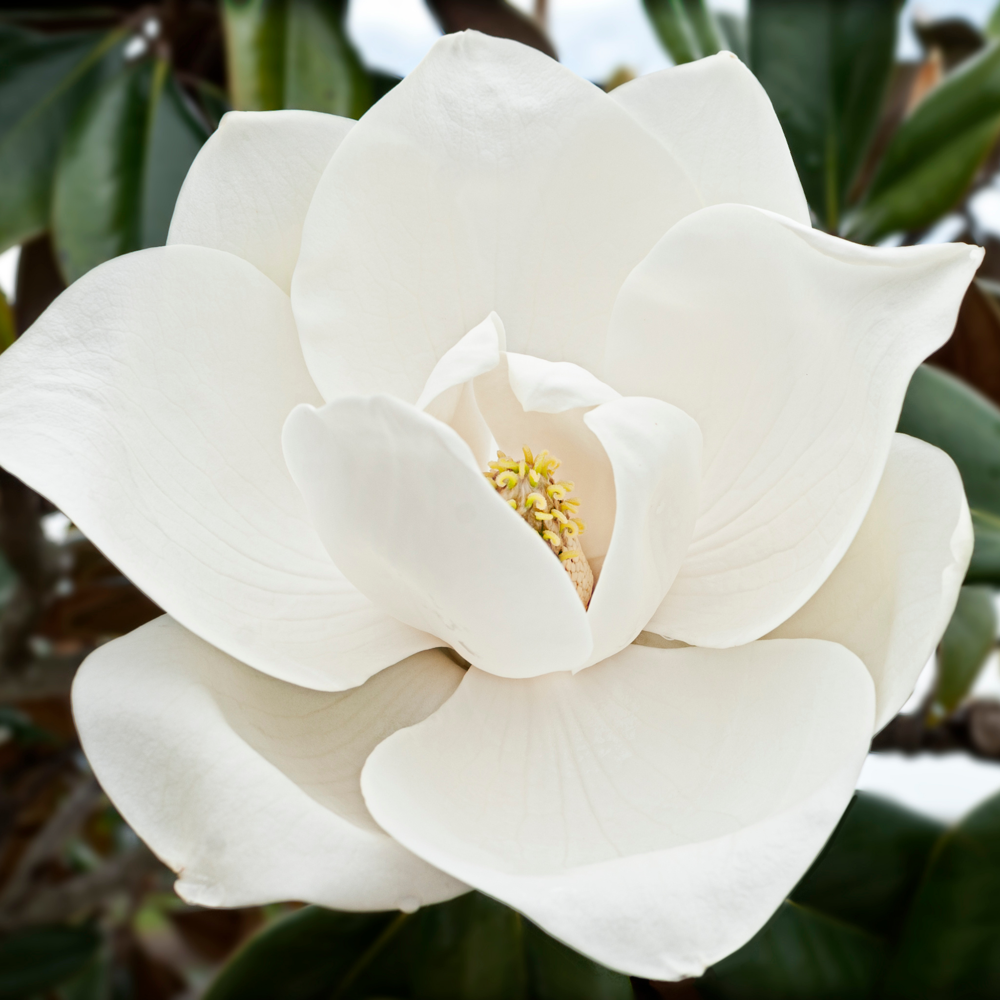 Southern Magnolia - Magnolia grandiflora 'Coolwyn Gloss'