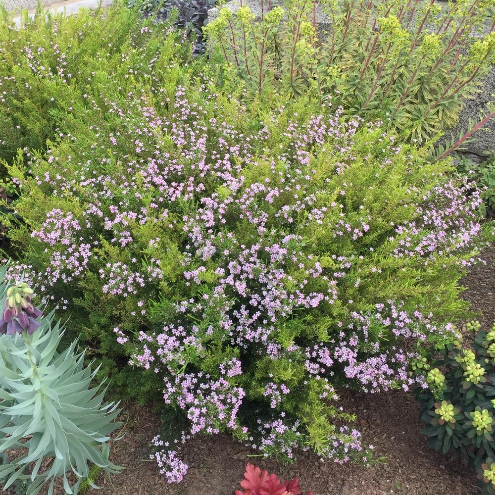 Dwarf Diosma - Coleonema pulchellum Compacta