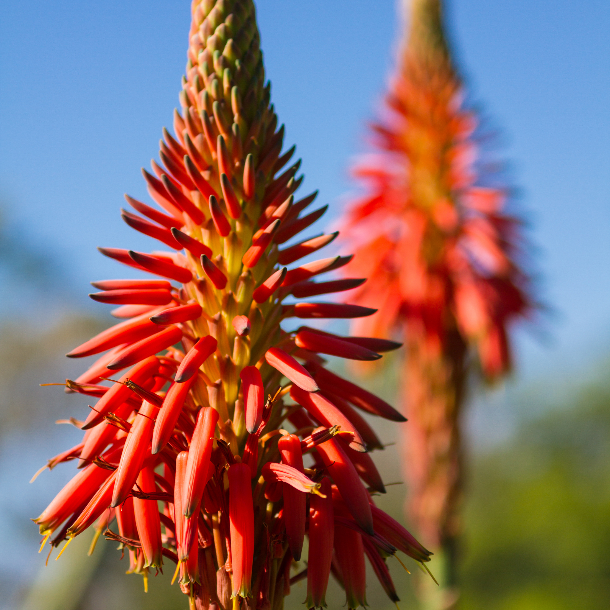 Aloe hybrida Bumble Bee