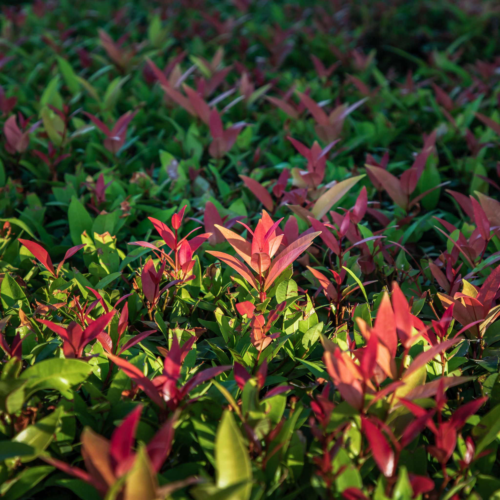Red Tip Photinia Red Robin - Photinia fraseri Red Robin