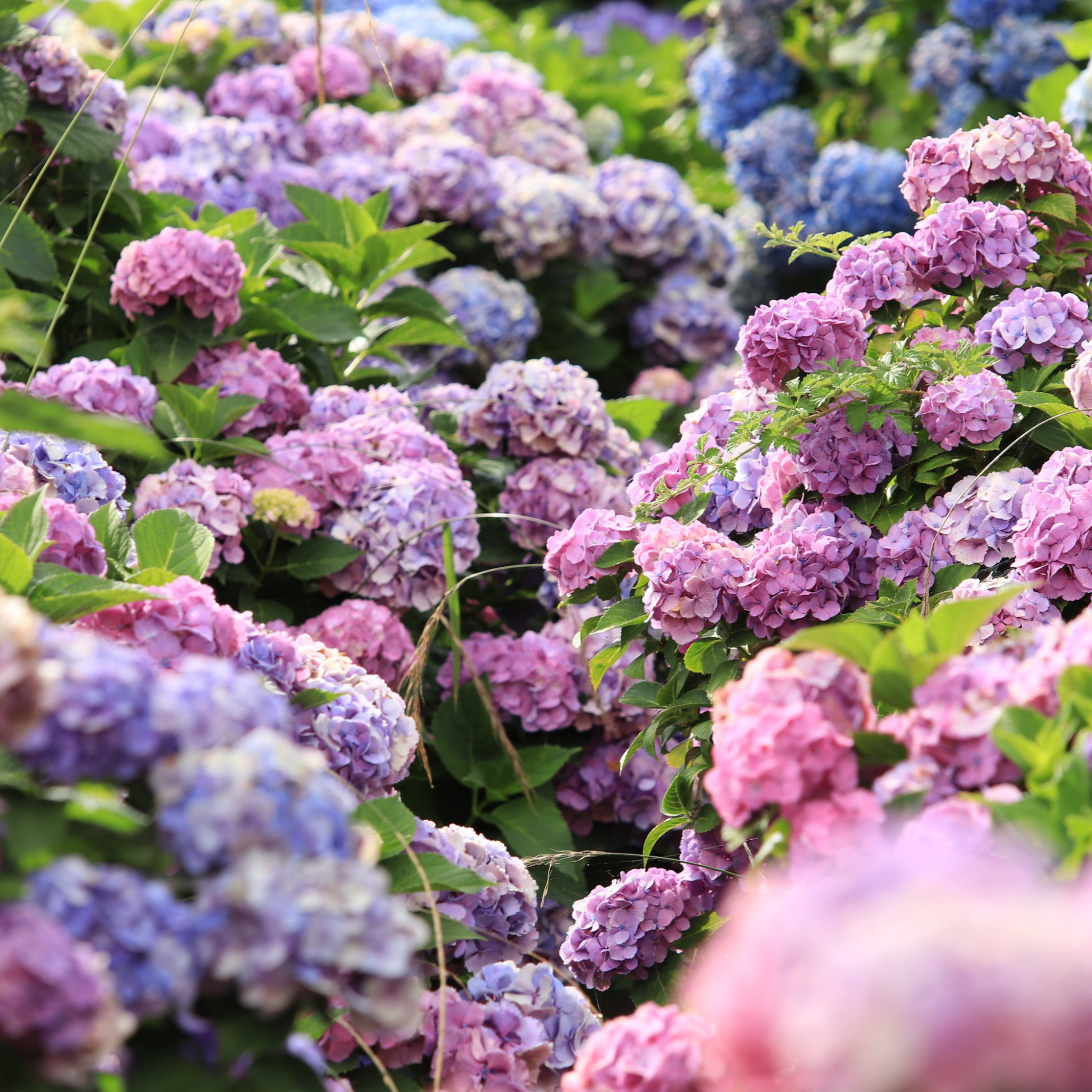 Big Leaf Hydrangea - Hydrangea macrophylla