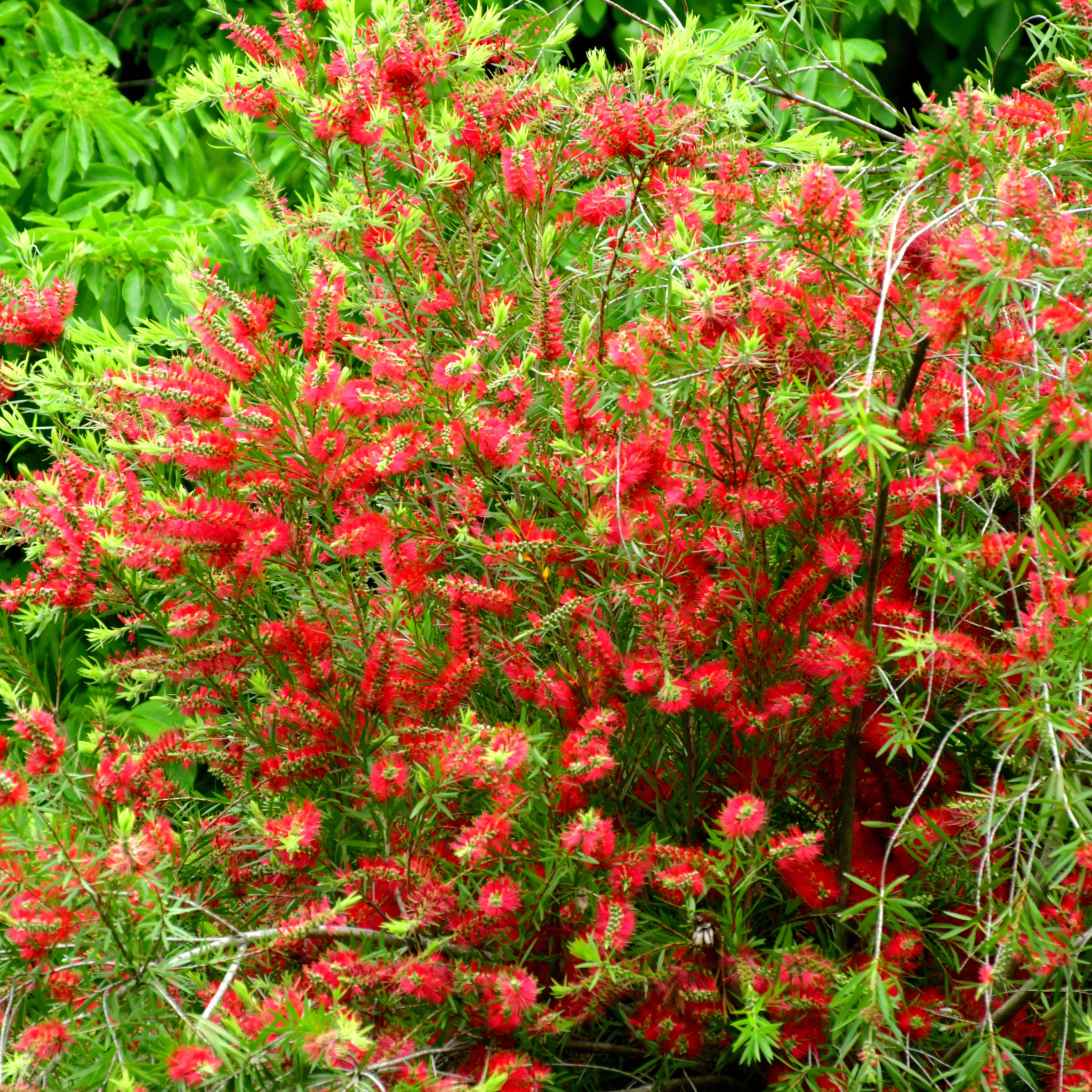 Kings Park Special Bottlebrush - Callistemon hybrida ‘Kings Park Special’