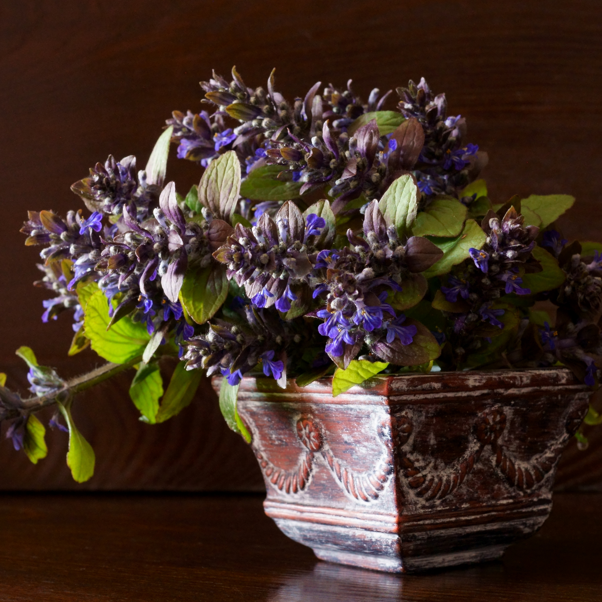 Hardy Blue Bugle (Bugleweed) - Ajuga reptans Tuff And Tidy