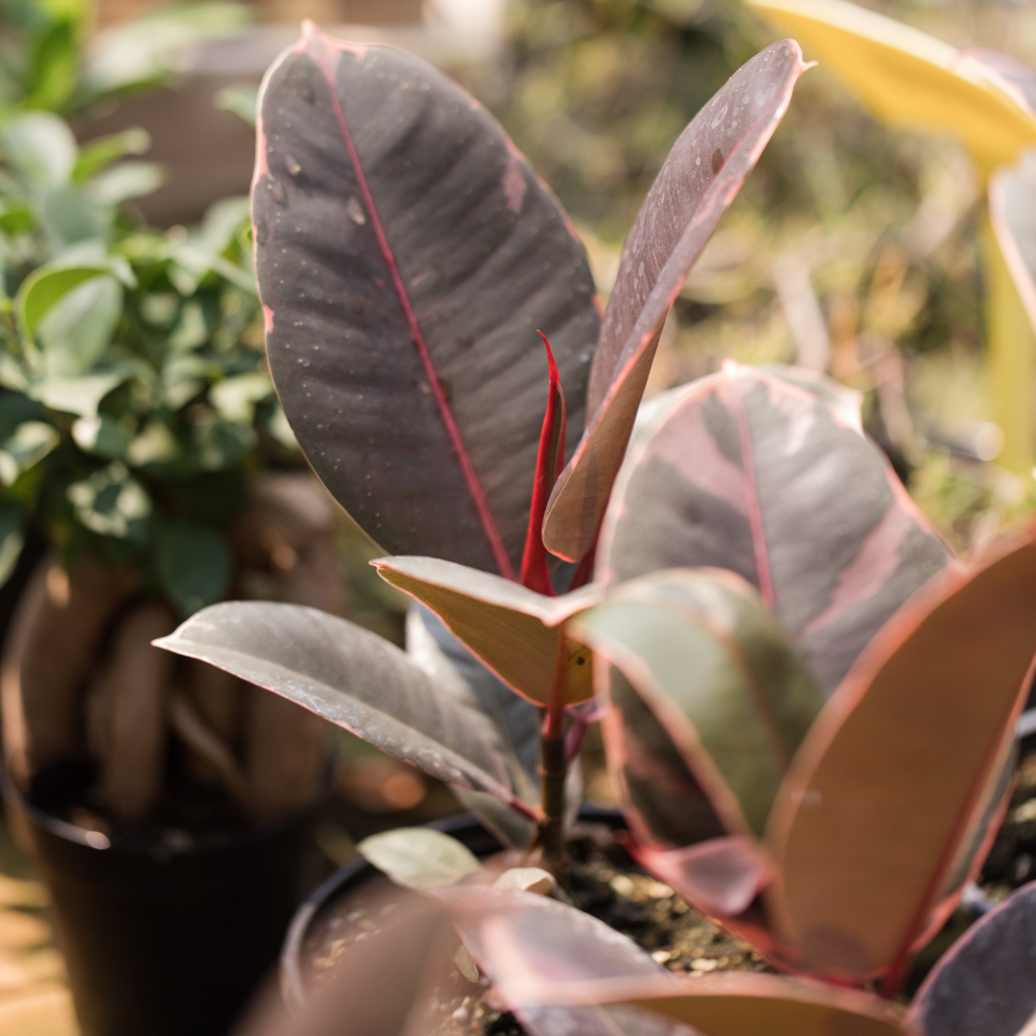 Red Rubber Tree Plant - Ficus elastica Ruby