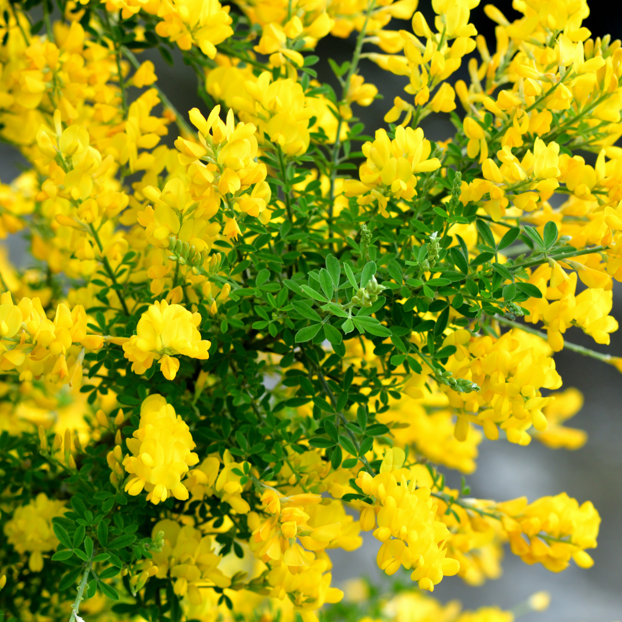 Dwarf Yellow Broom - Cytisus racemosus Nana
