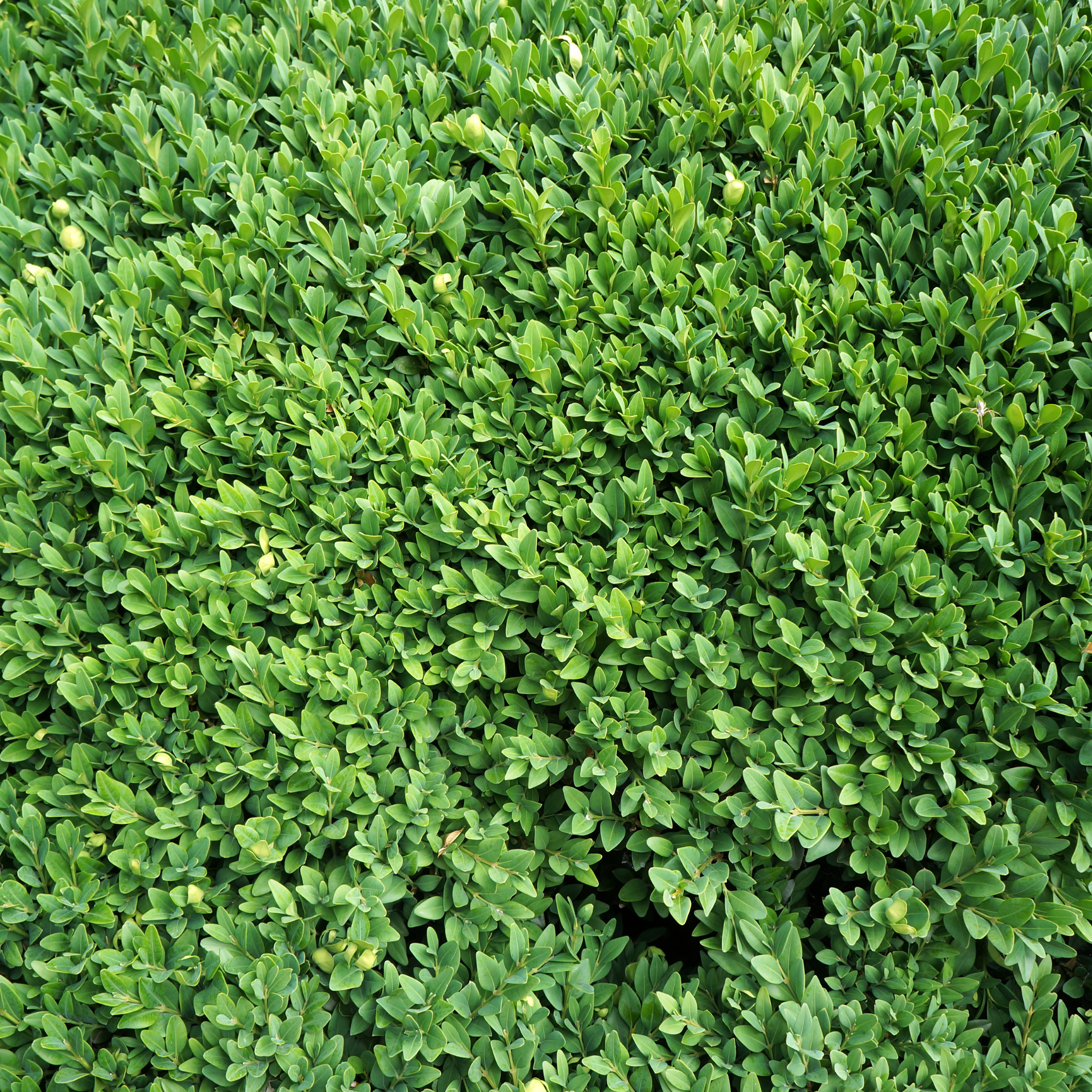 Close-up of a dense green bush with small leaves