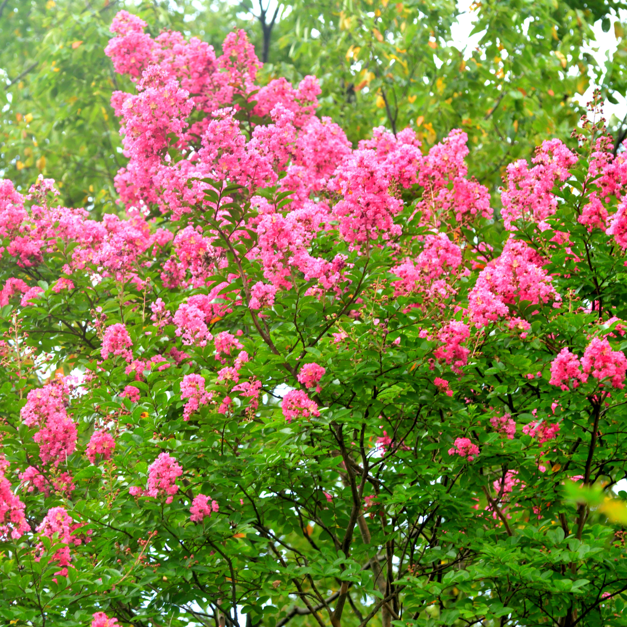 Hot Pink Crepe Myrtle - Lagerstroemia indica fauriei Sioux