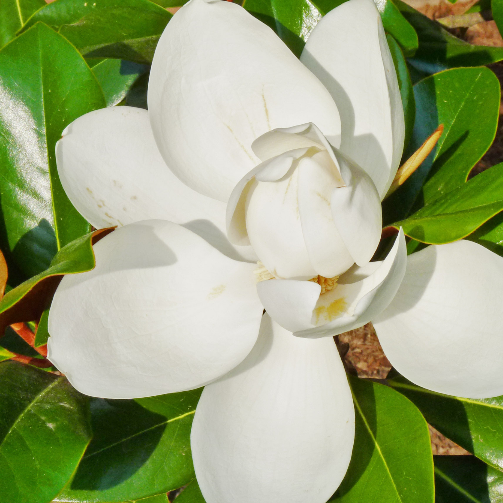 Fairy Cream Magnolia - Magnolia hybrida Fairy Cream