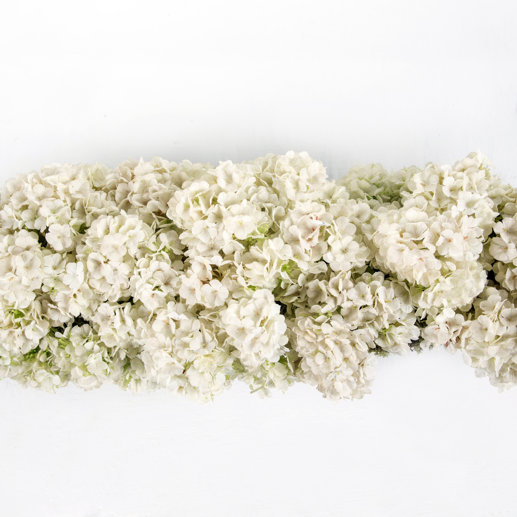 Hydrangea White - Hydrangea macrophylla White