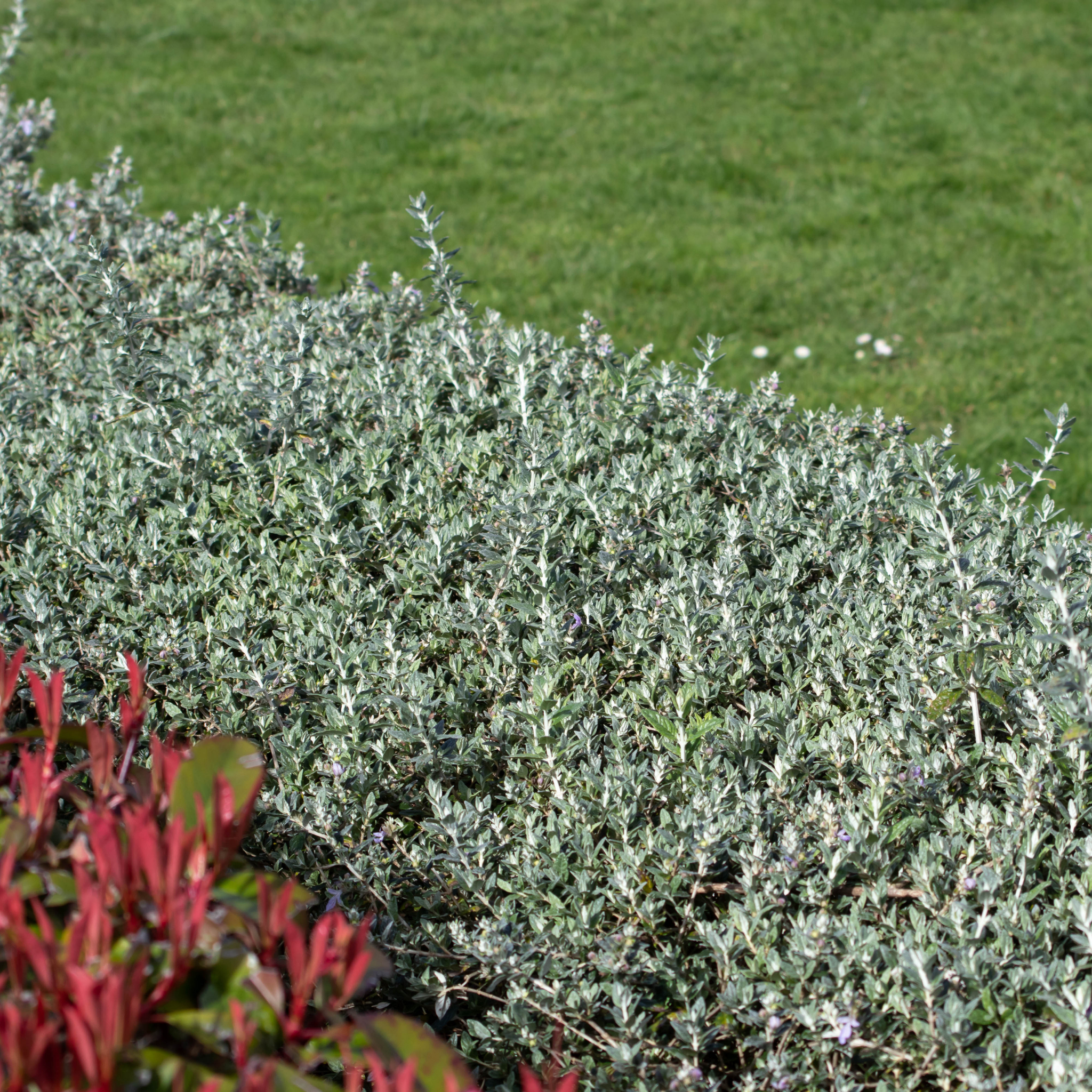 Shrubby Germander - Teucrium fruticans