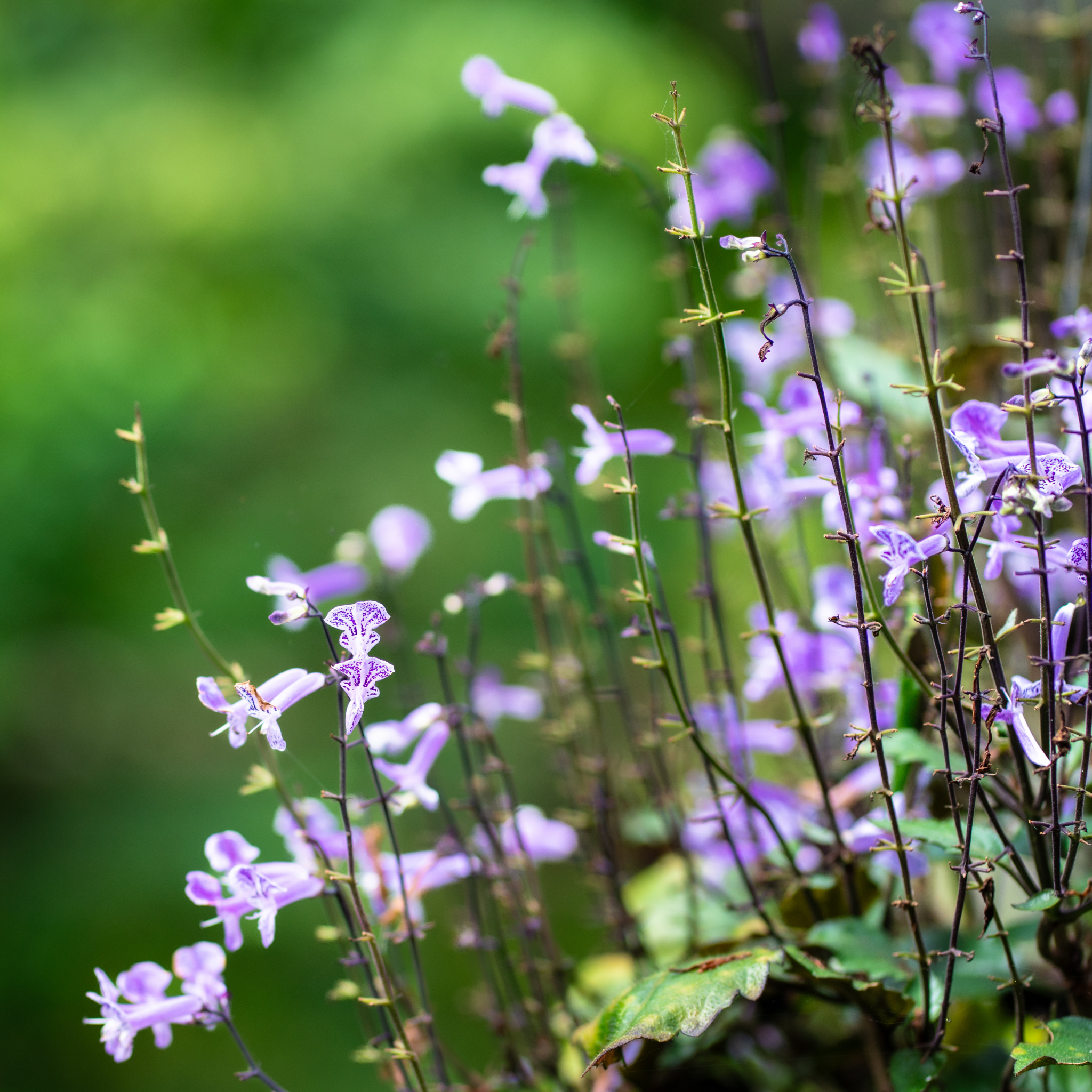 Mona Lavender Spur Flower - Plectranthus hybrida Mona Lavender PBR