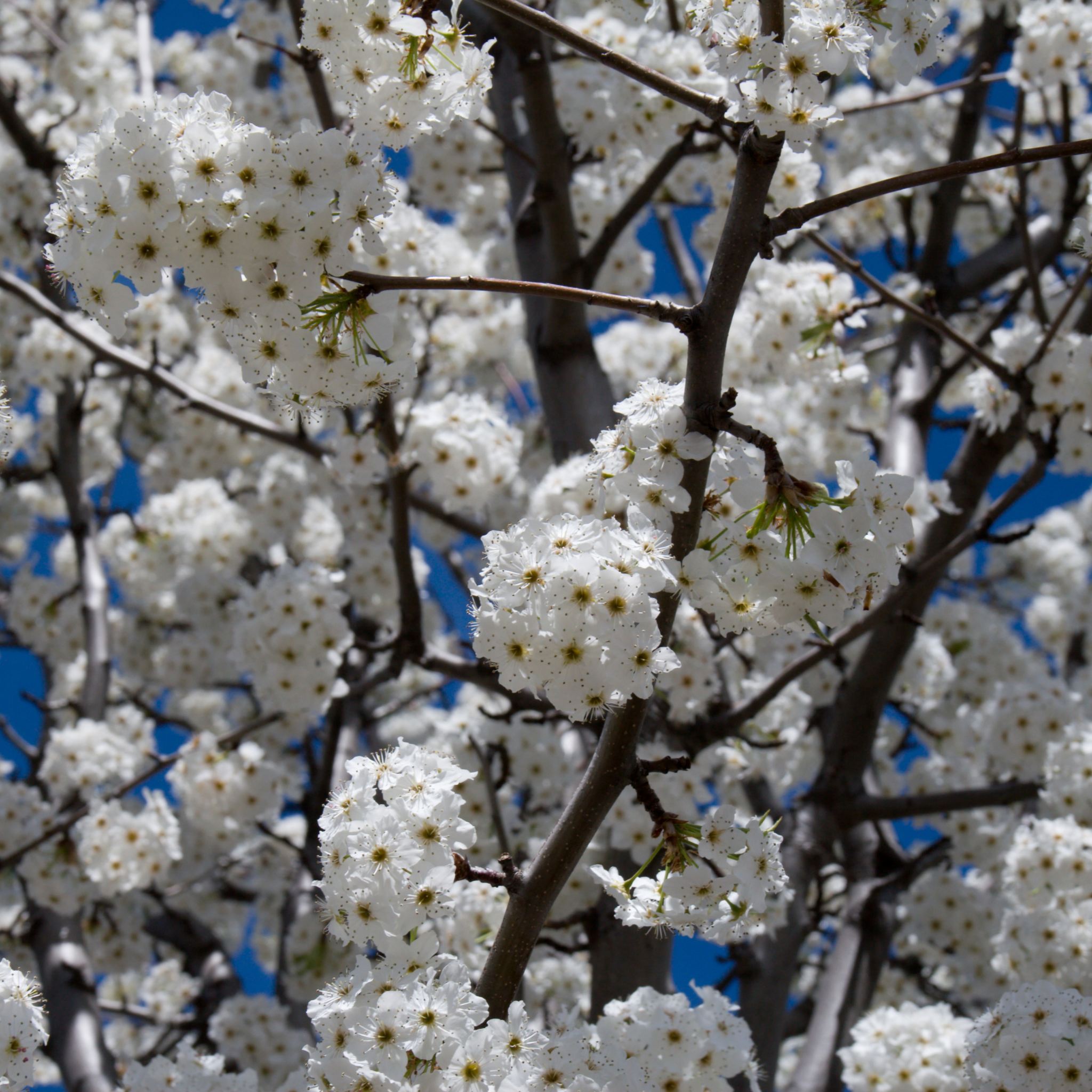 Ornamental Callery Pear Cleveland Select - Pyrus calleryana Cleveland Select