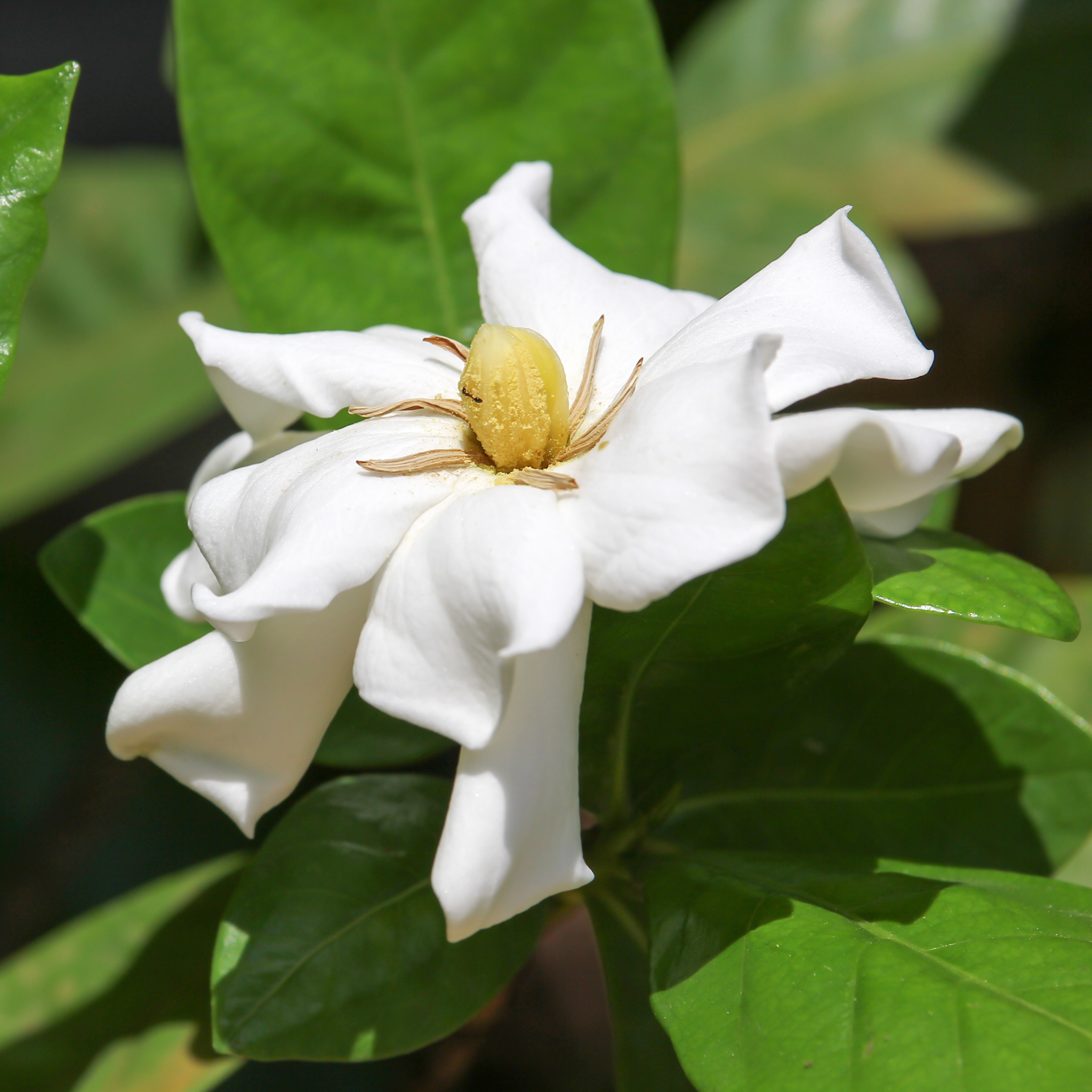 Creeping Gardenia - Gardenia jasminoides 'Radicans'