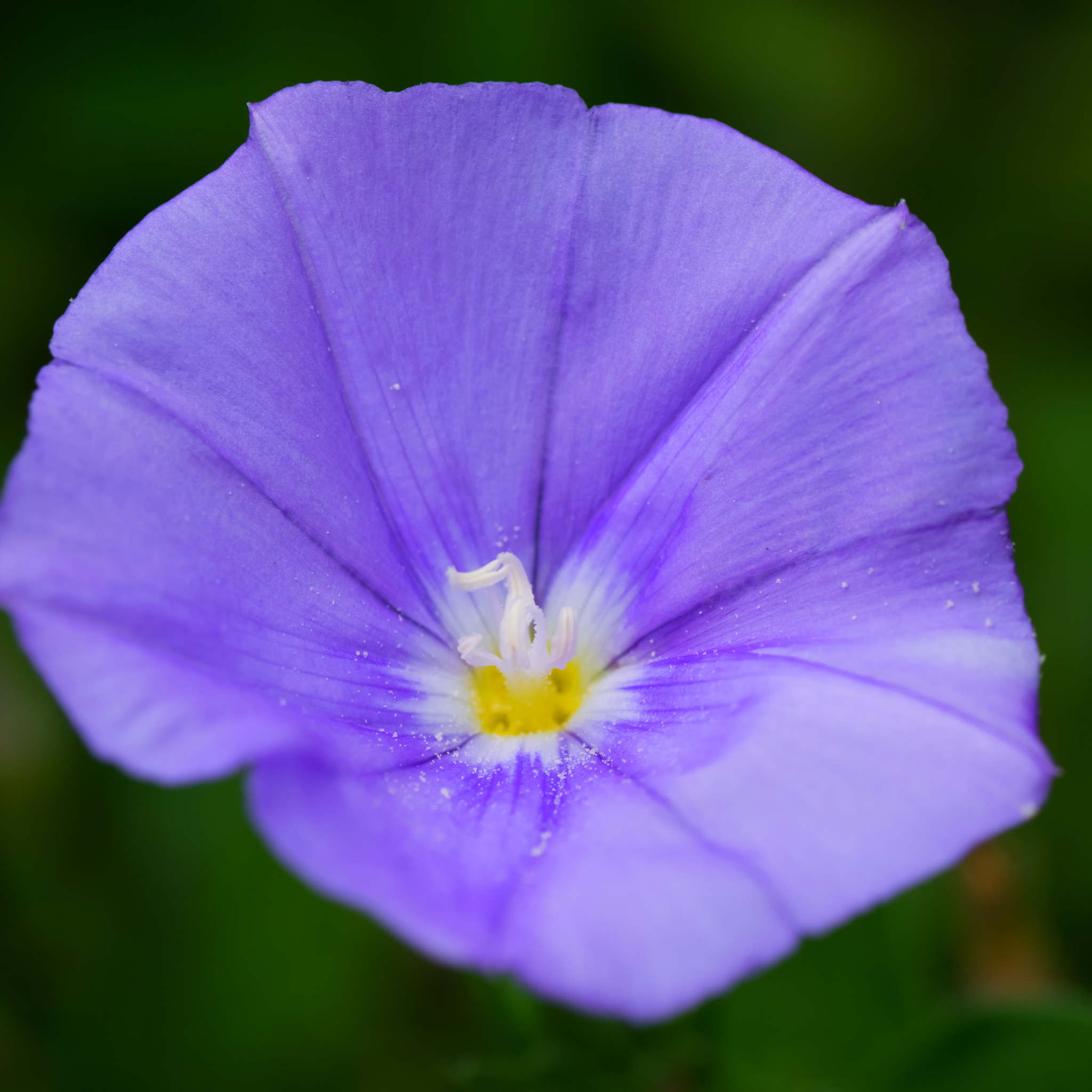 Blue Morning Glory - Convolvulus sabatius