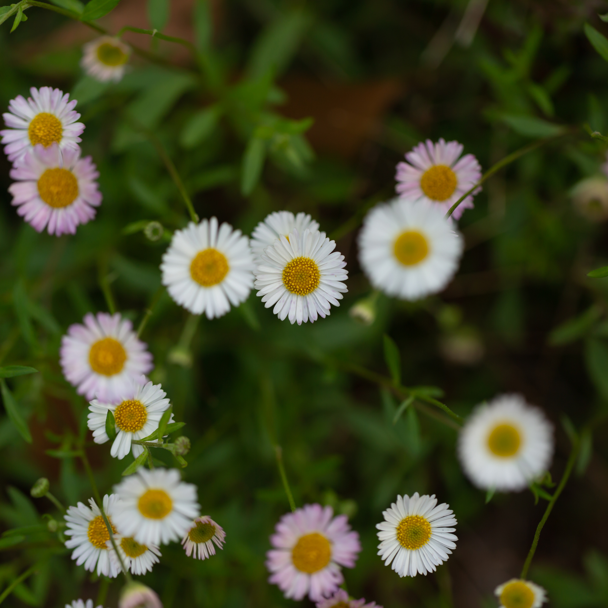 Seaside Daisy - Erigeron karvinskianus