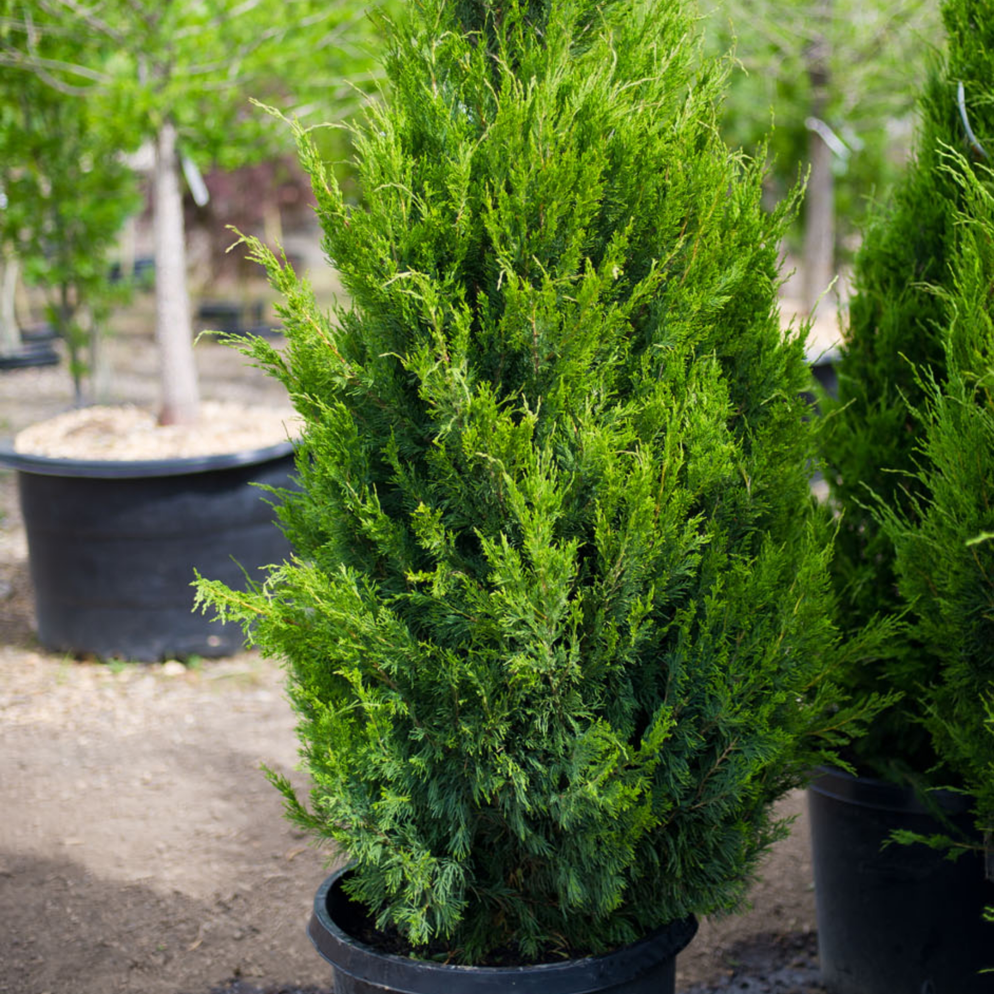 Juniperus chinensis ‘Spartan’ - Chinese Juniper Conifer