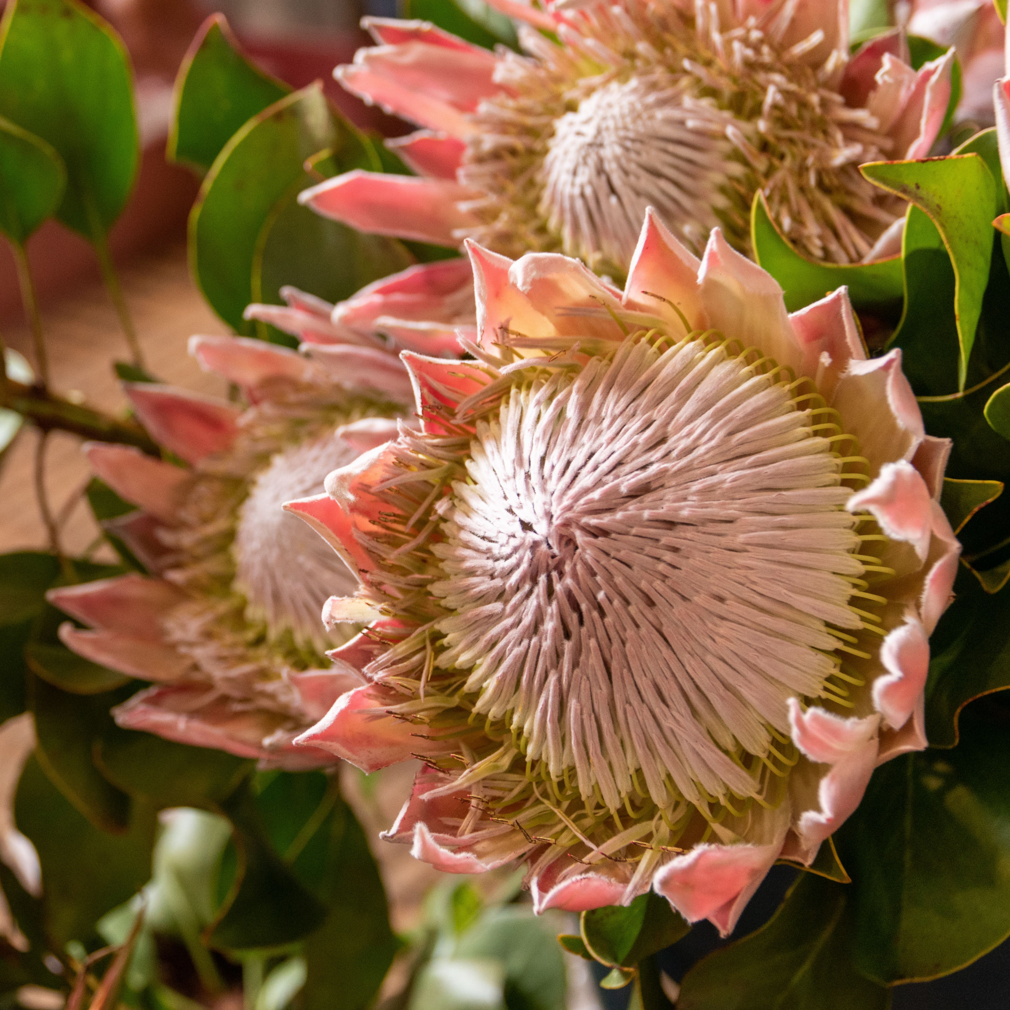 King Pink King Protea - Protea cynaroides King Pink