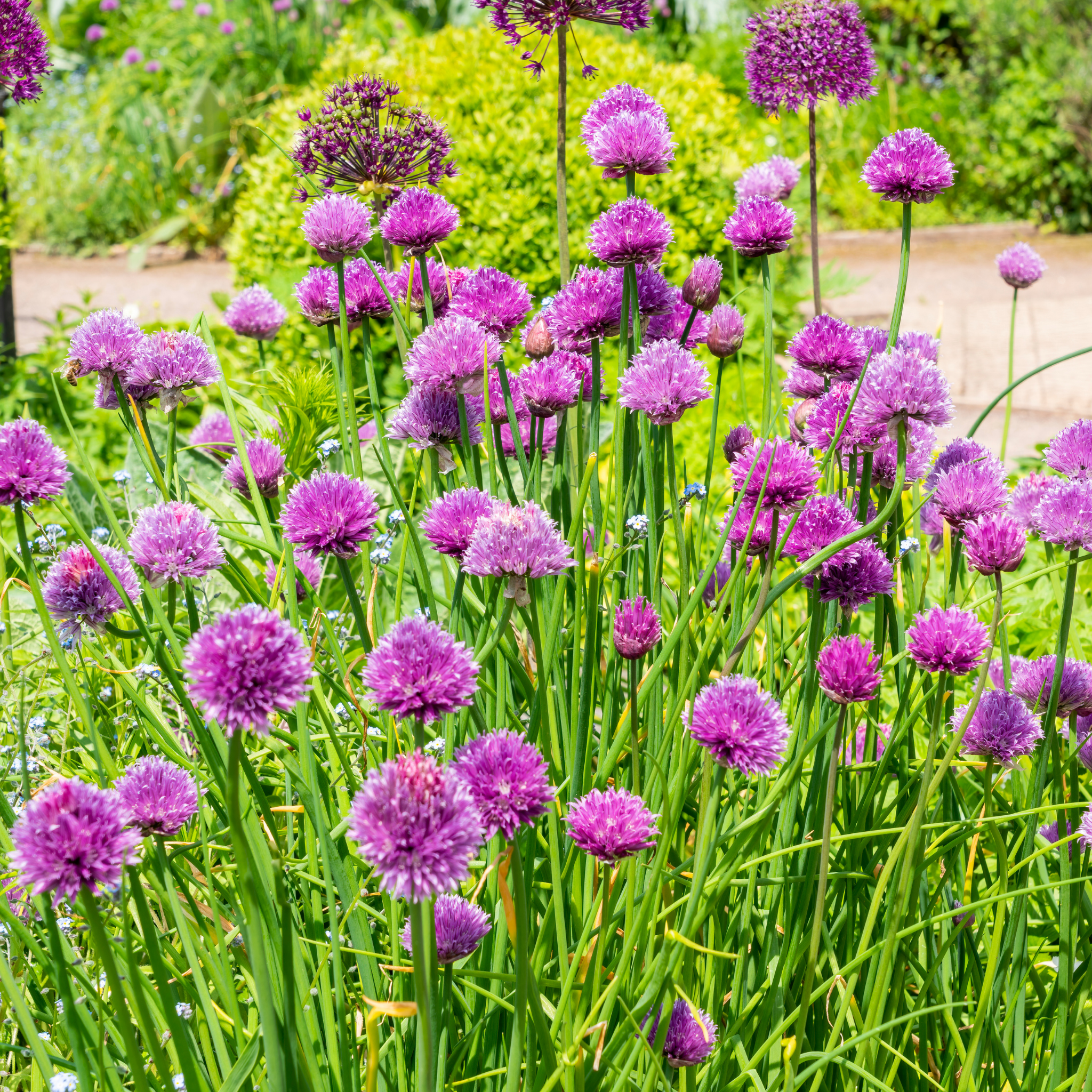 Chives - Allium schoenoprasum