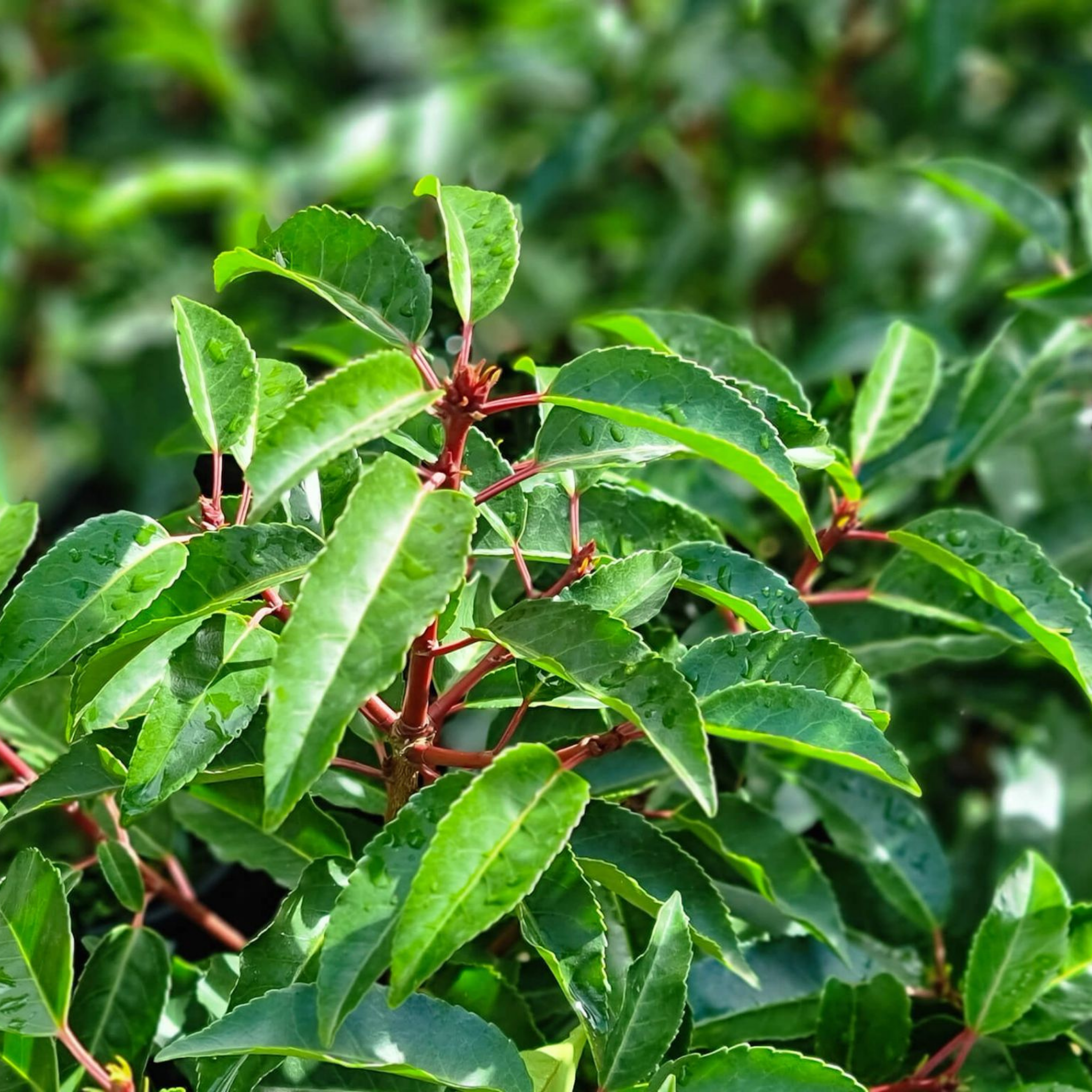 Close-up of green leaves with red stems against a blurred green background