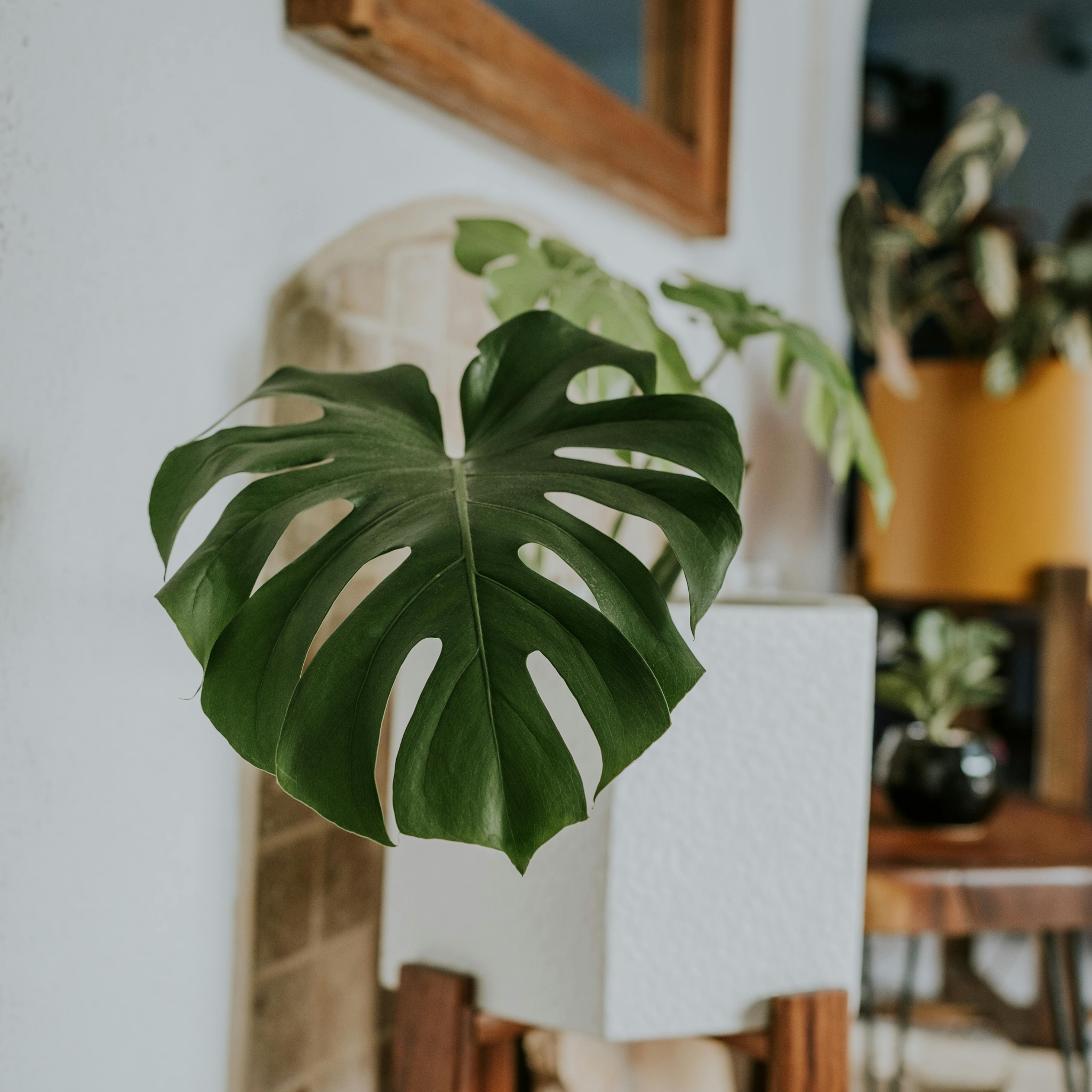 Swiss Cheese Plant - Monstera deliciosa