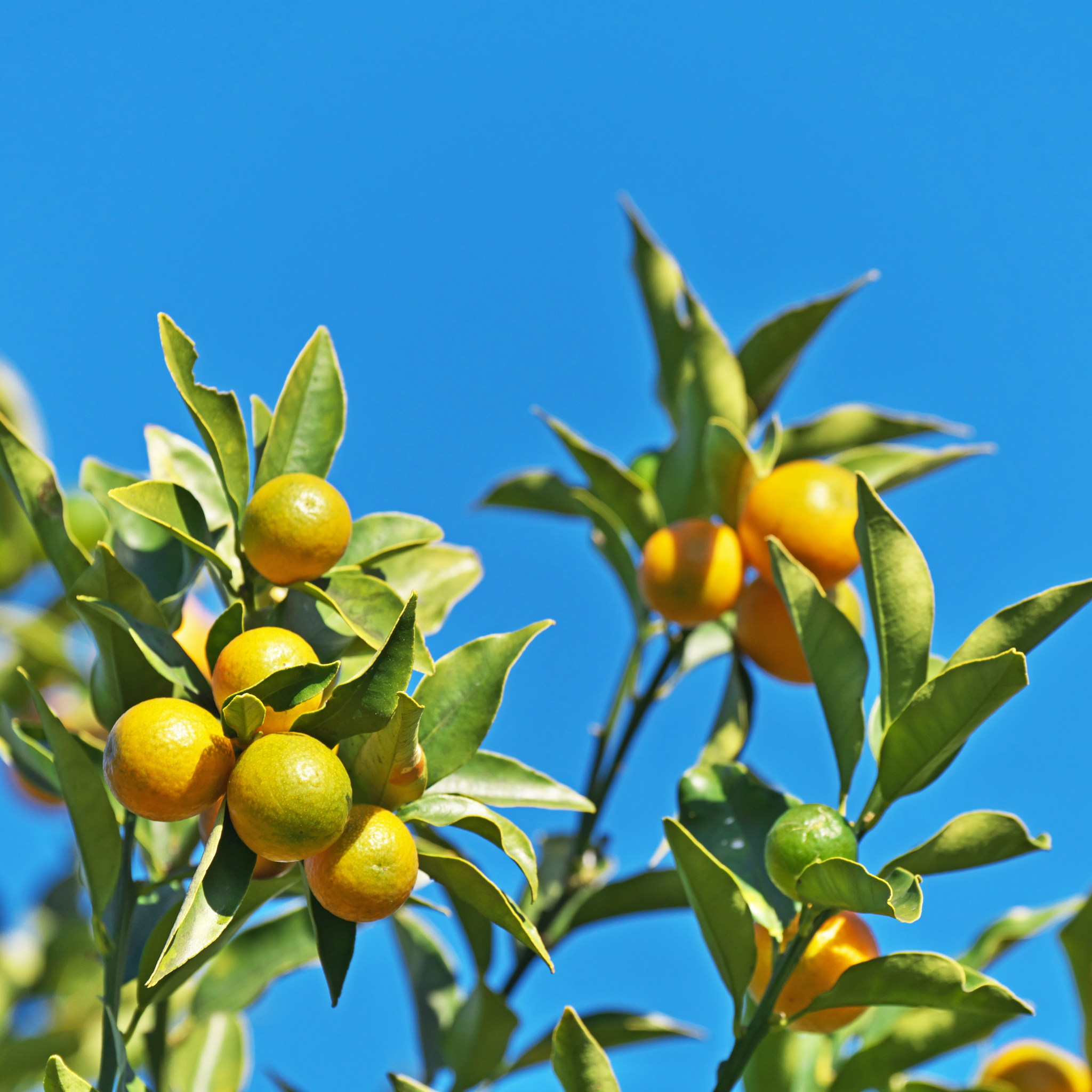 Australian Cumquat - Fortunella japonica Calamondin