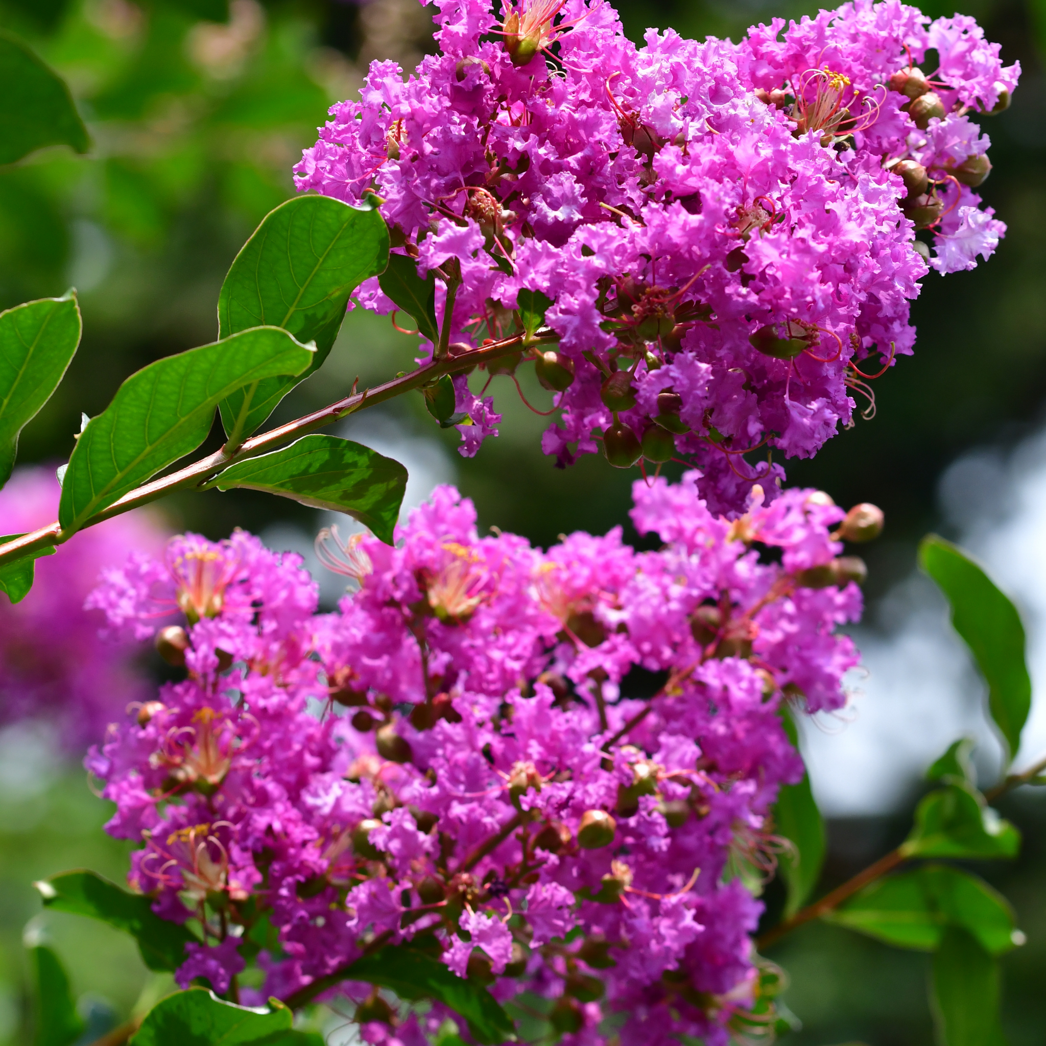 Purple Crepe Myrtle 'Zuni' - Lagerstroemia indica fauriei Zuni
