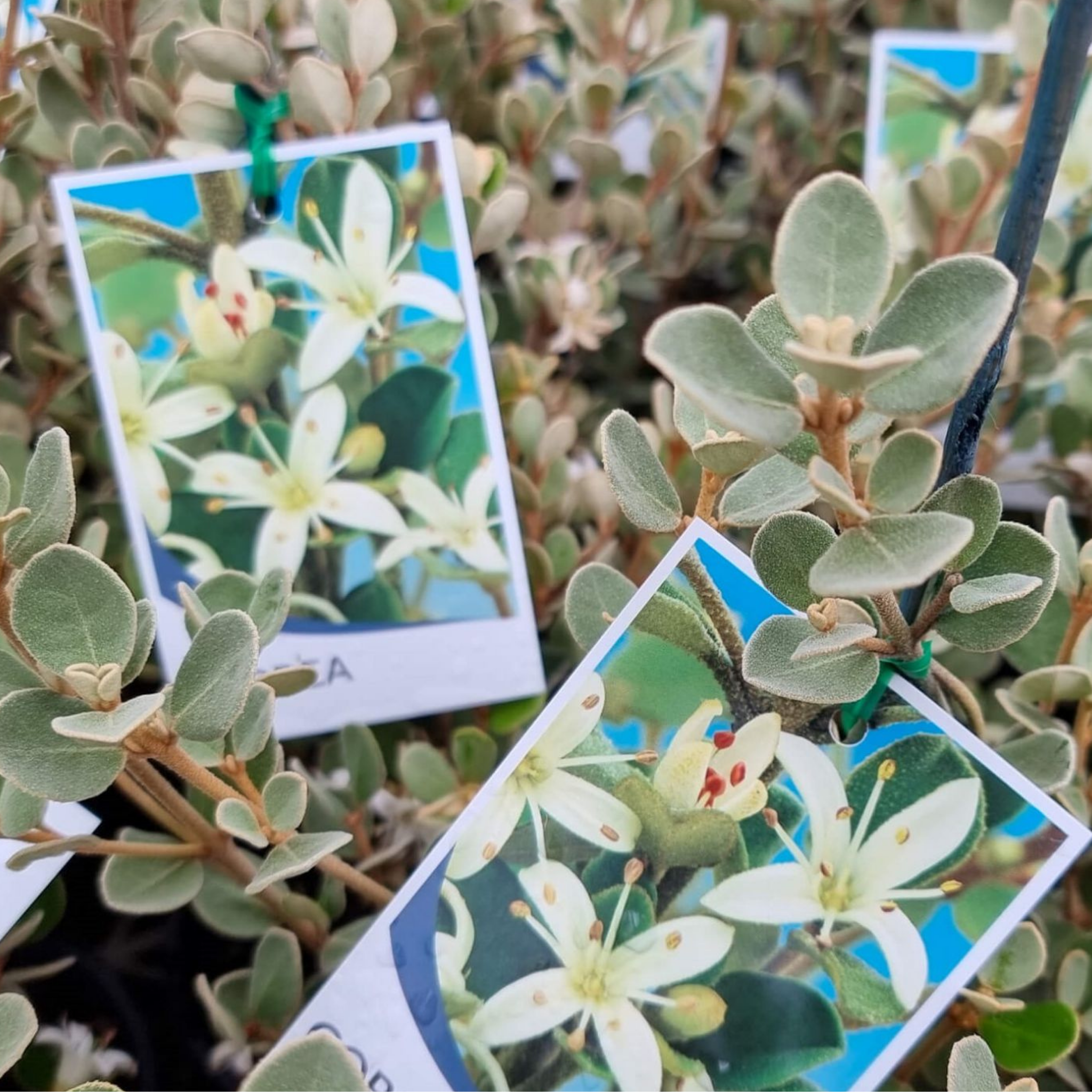 White Correa - Correa alba