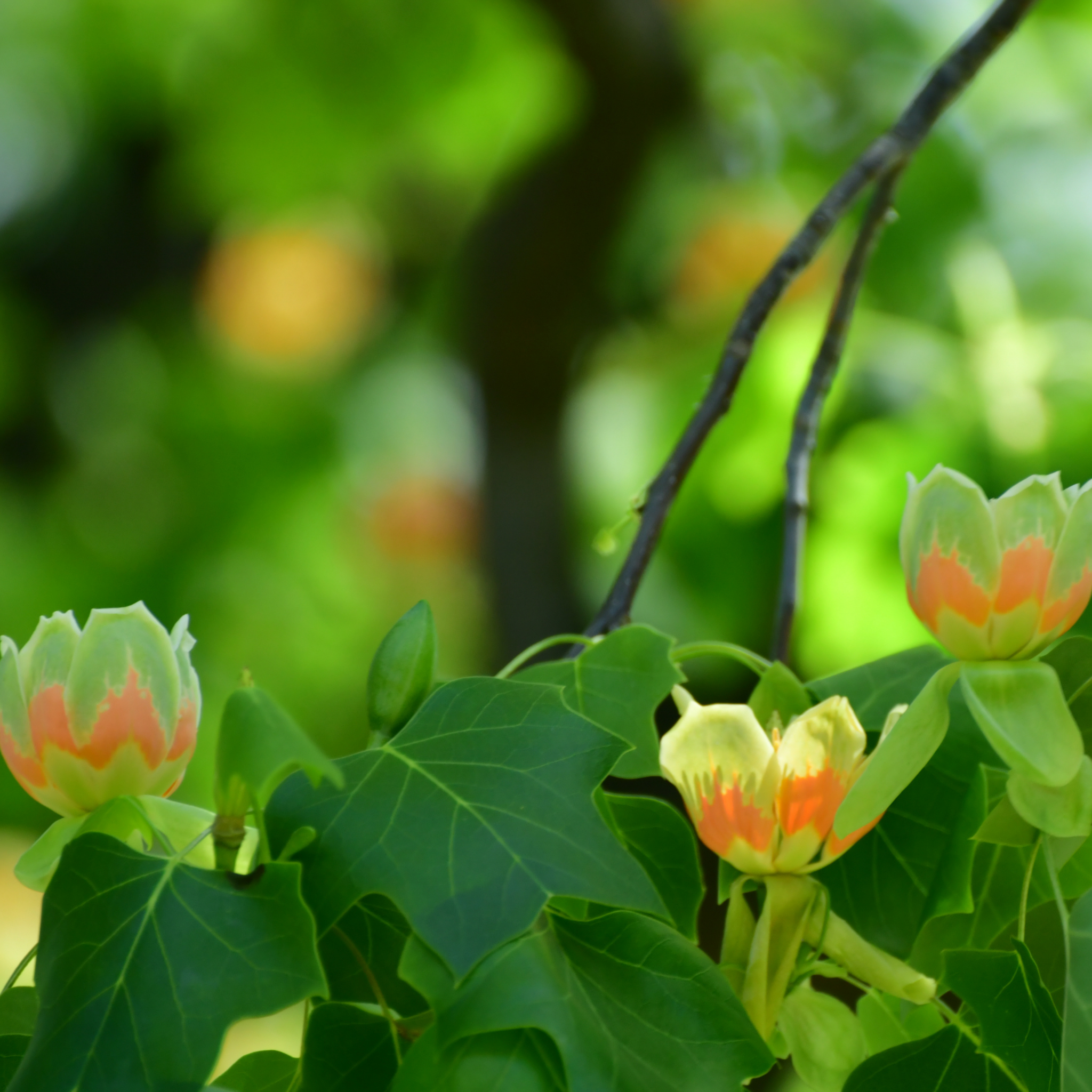 Tulip Tree - Liriodendron tulipifera