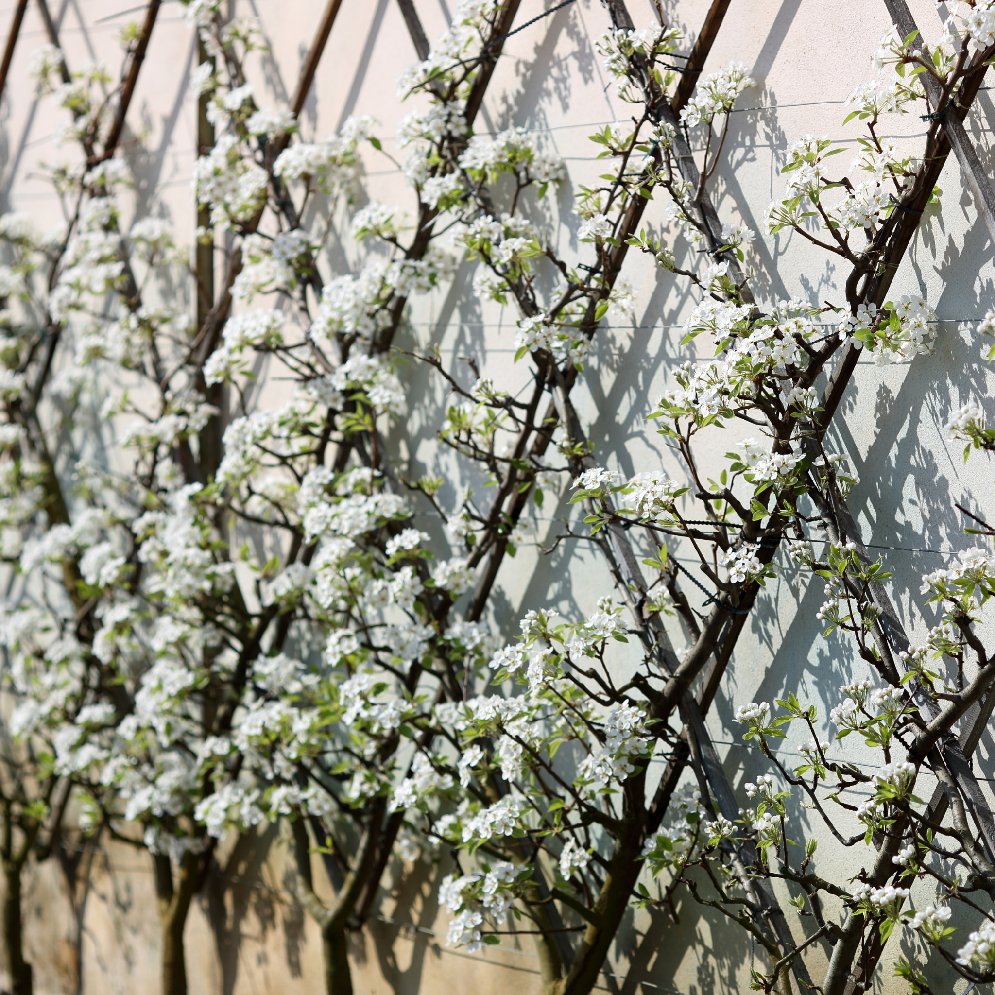 Ornamental Pear Southworth Dancer - Pyrus betulaefolia Southworth Dancer