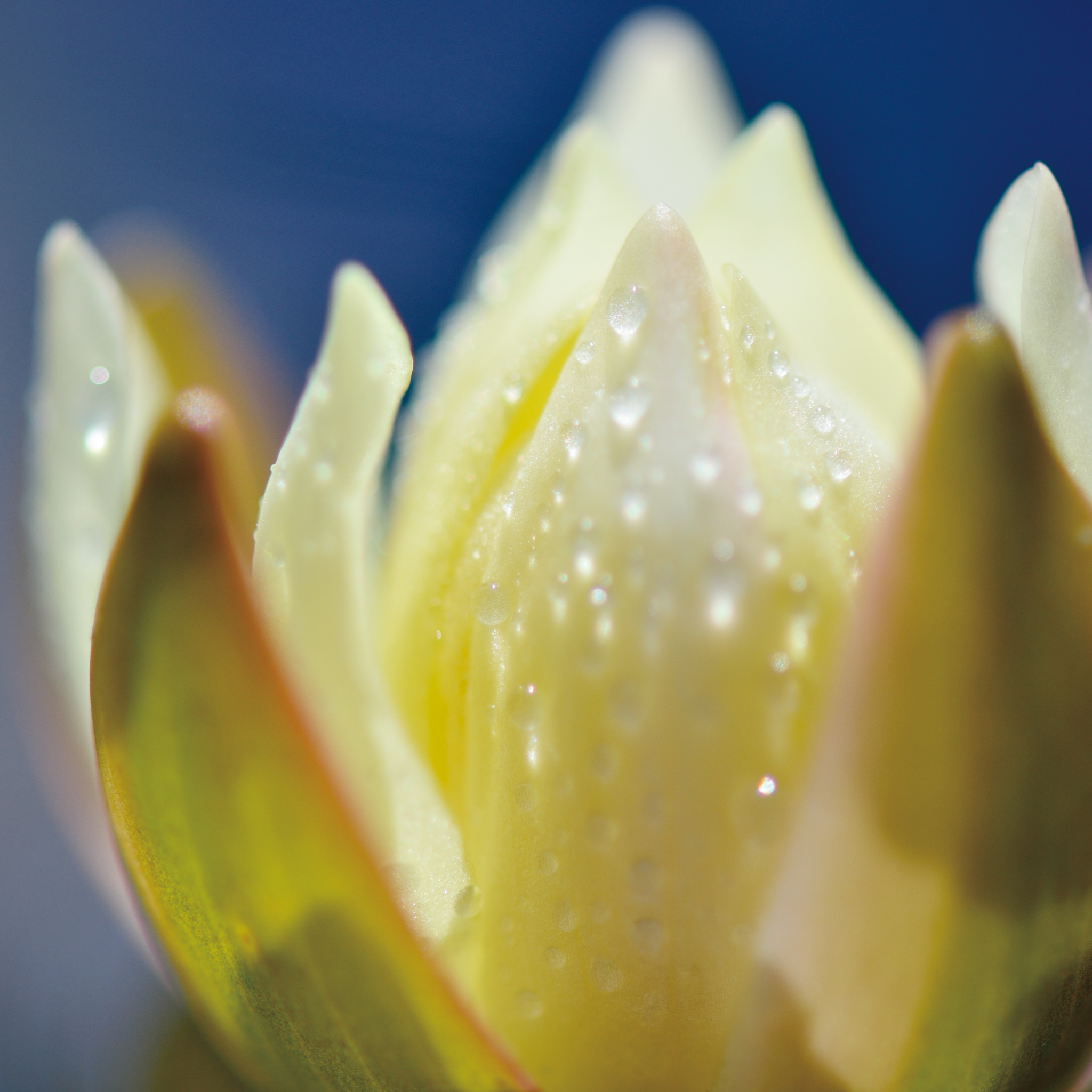 Yellow Water Lily - Nymphaea hybrida Yellow