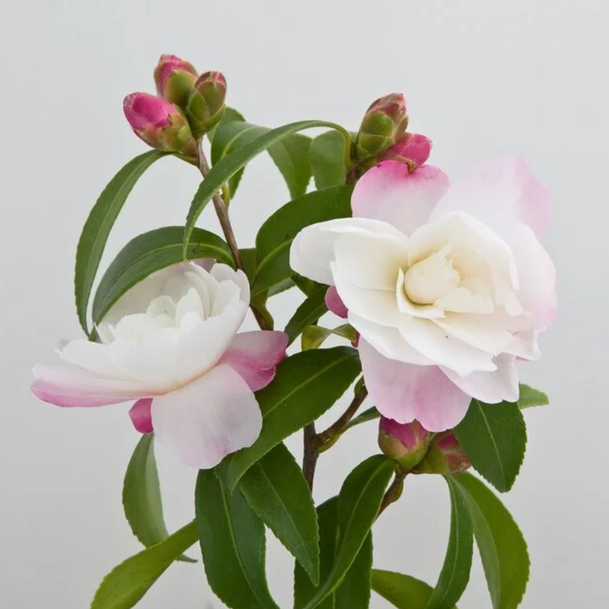 Camellia Paradise Blush - Camellia sasanqua 'Paradise Blush'