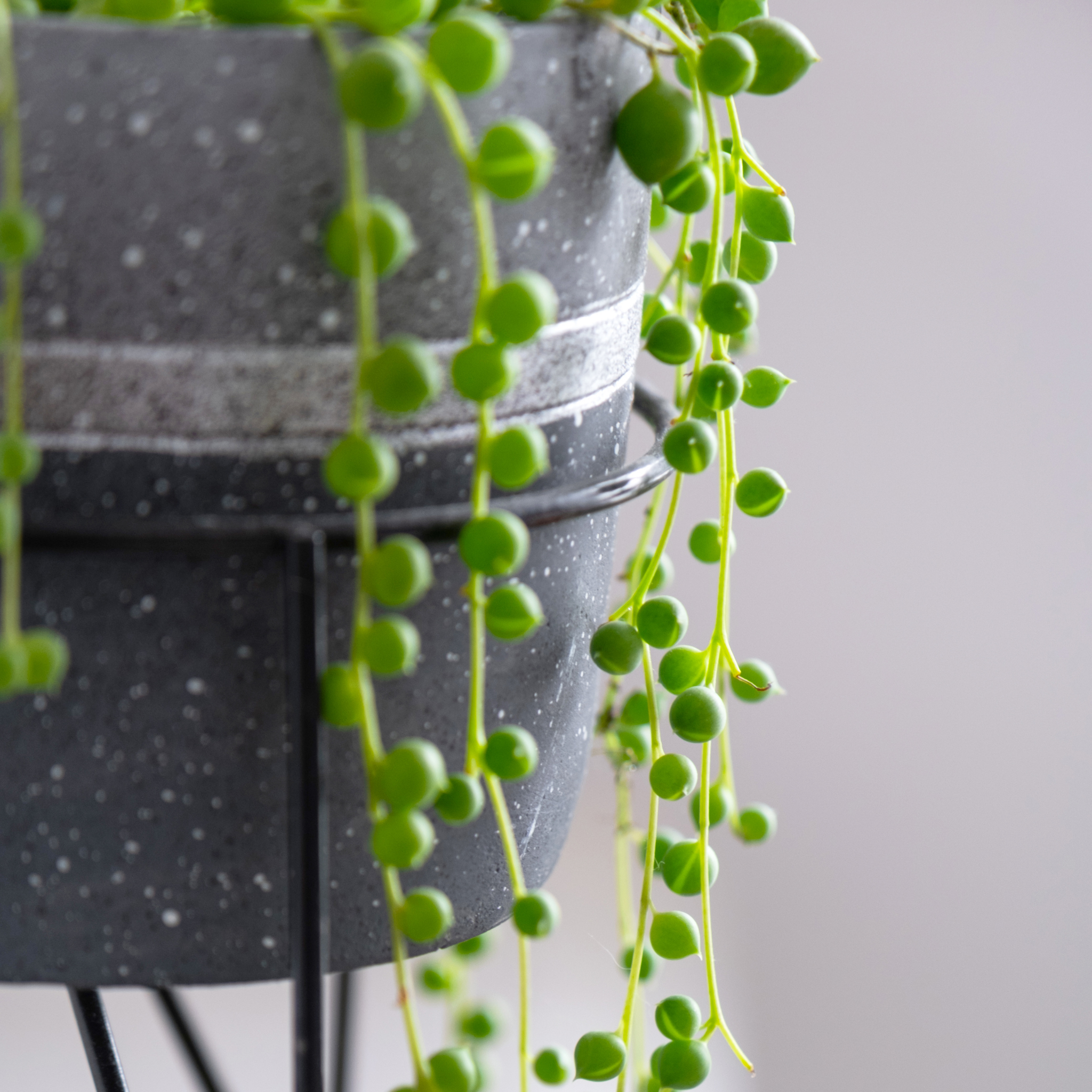 String of Pearls - Senecio rowleyanus String of Beads Succulent