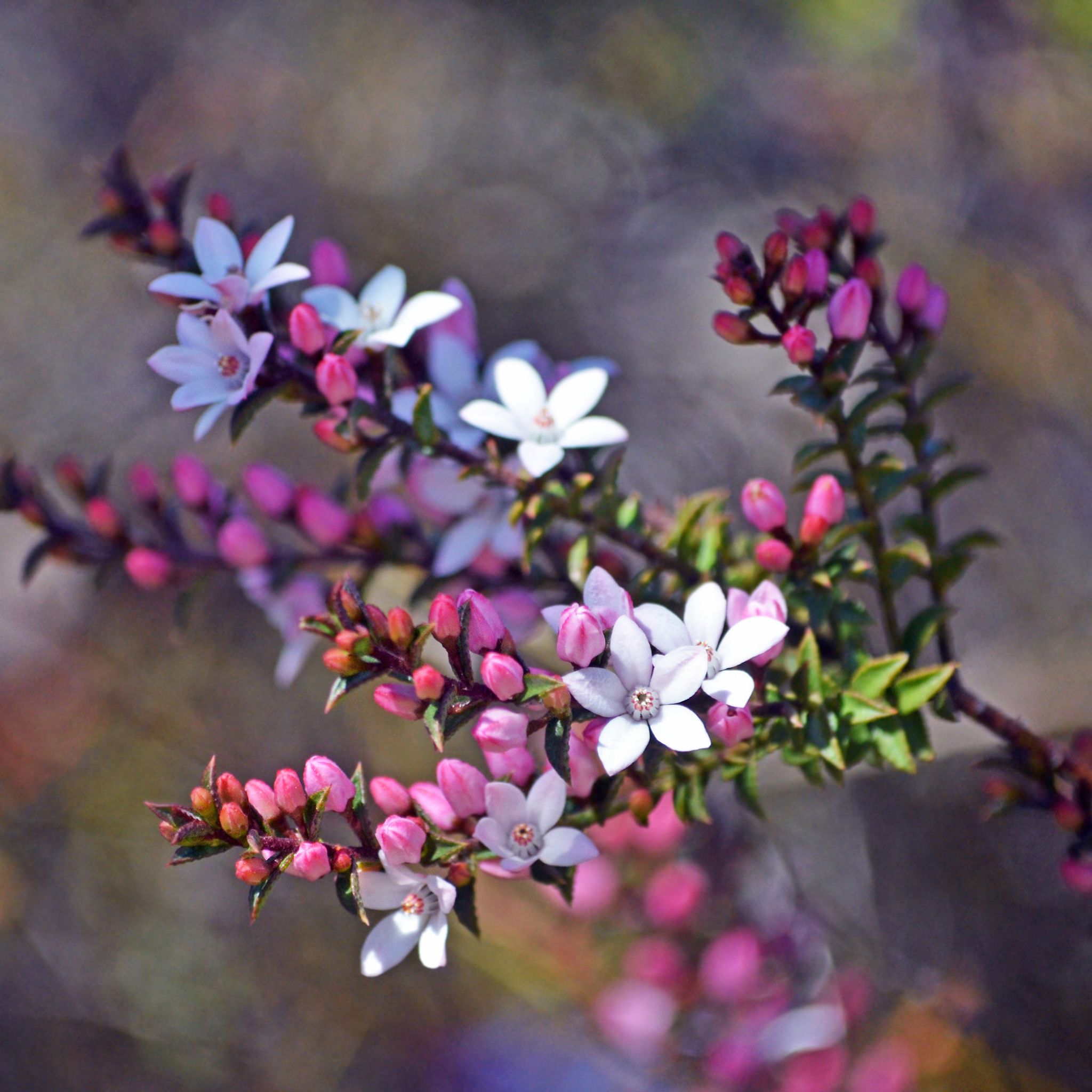 Box Leaf Wax Flower - Philotheca buxifolia Cascade of Stars