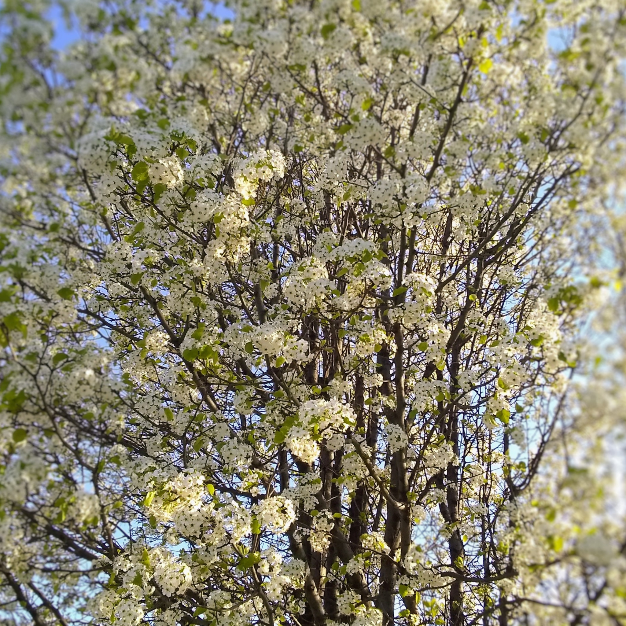 Ornamental Callery Pear Capital - Pyrus calleryana Capital