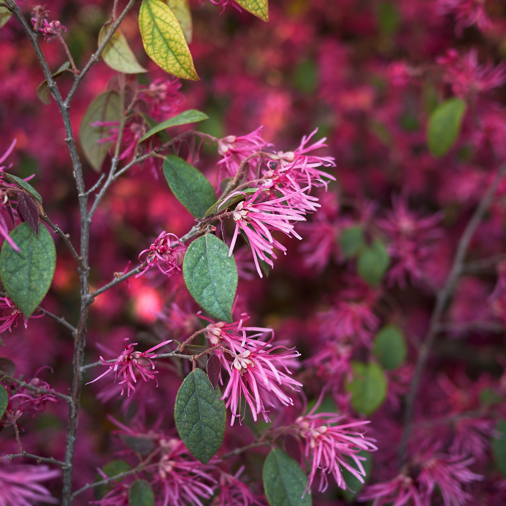 Chinese pink fringe flower - Loropetalum chinense rubrum 'China Pink'