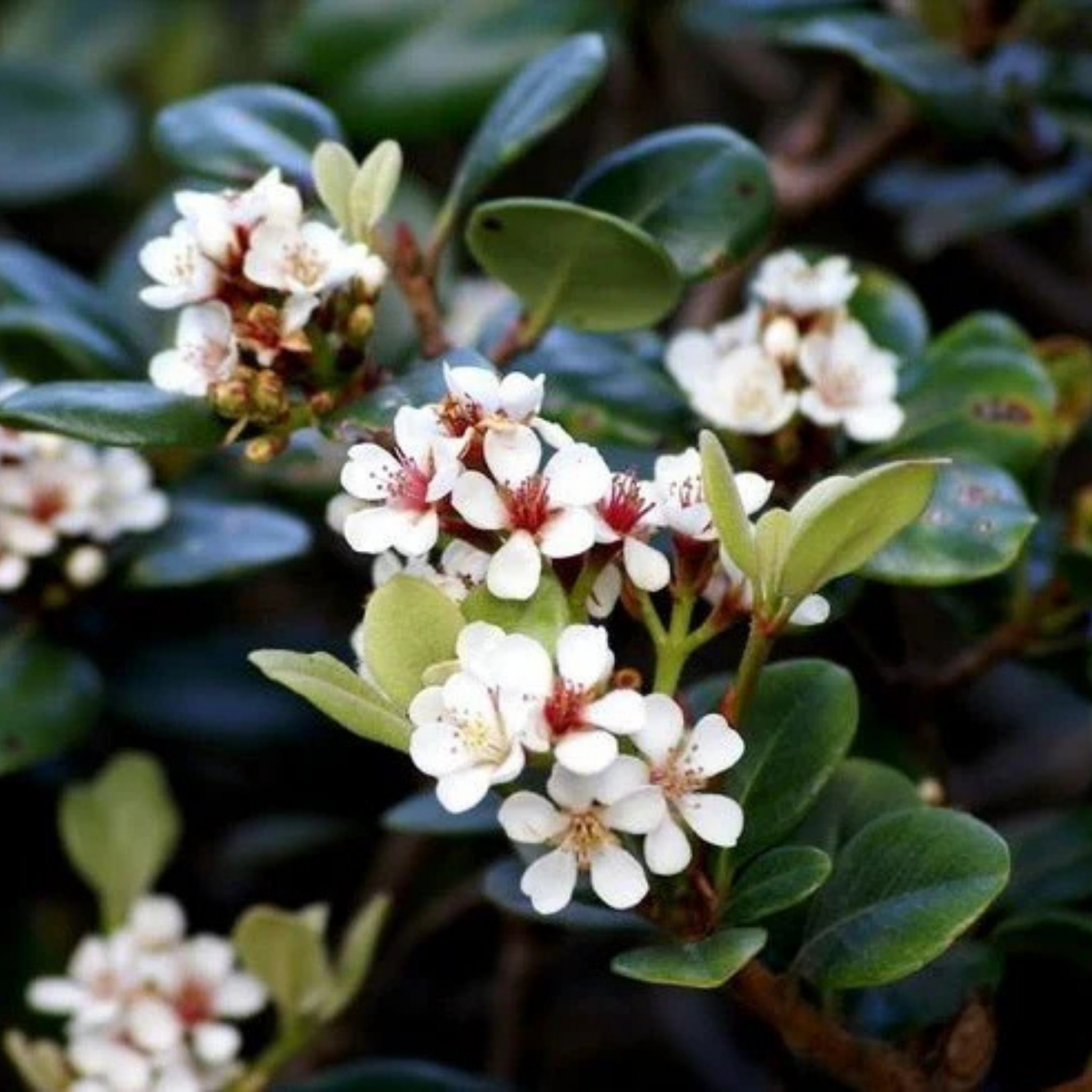 Indian hawthorn Snow Maiden - Rhaphiolepis indica Snow Maiden
